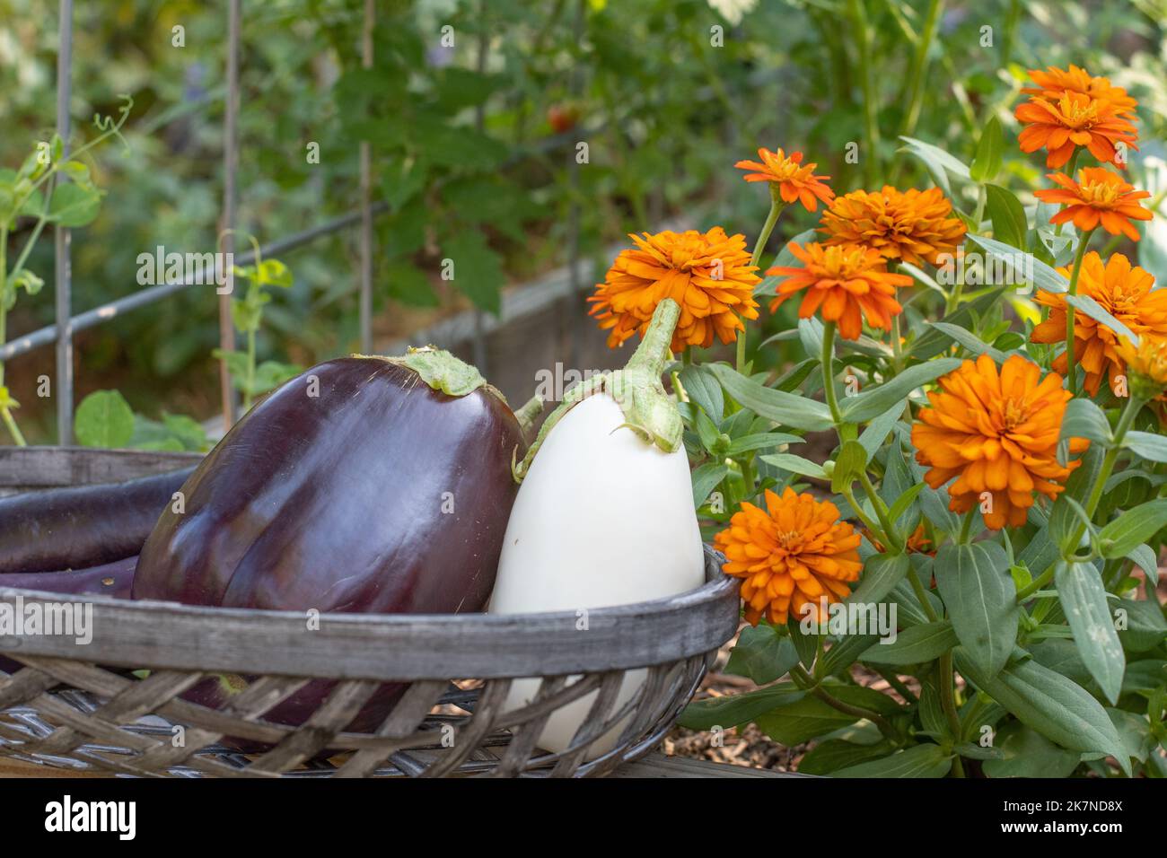 Auberginen in einem gewebten Korb vor orangen Zinnien und einem Gitter Stockfoto