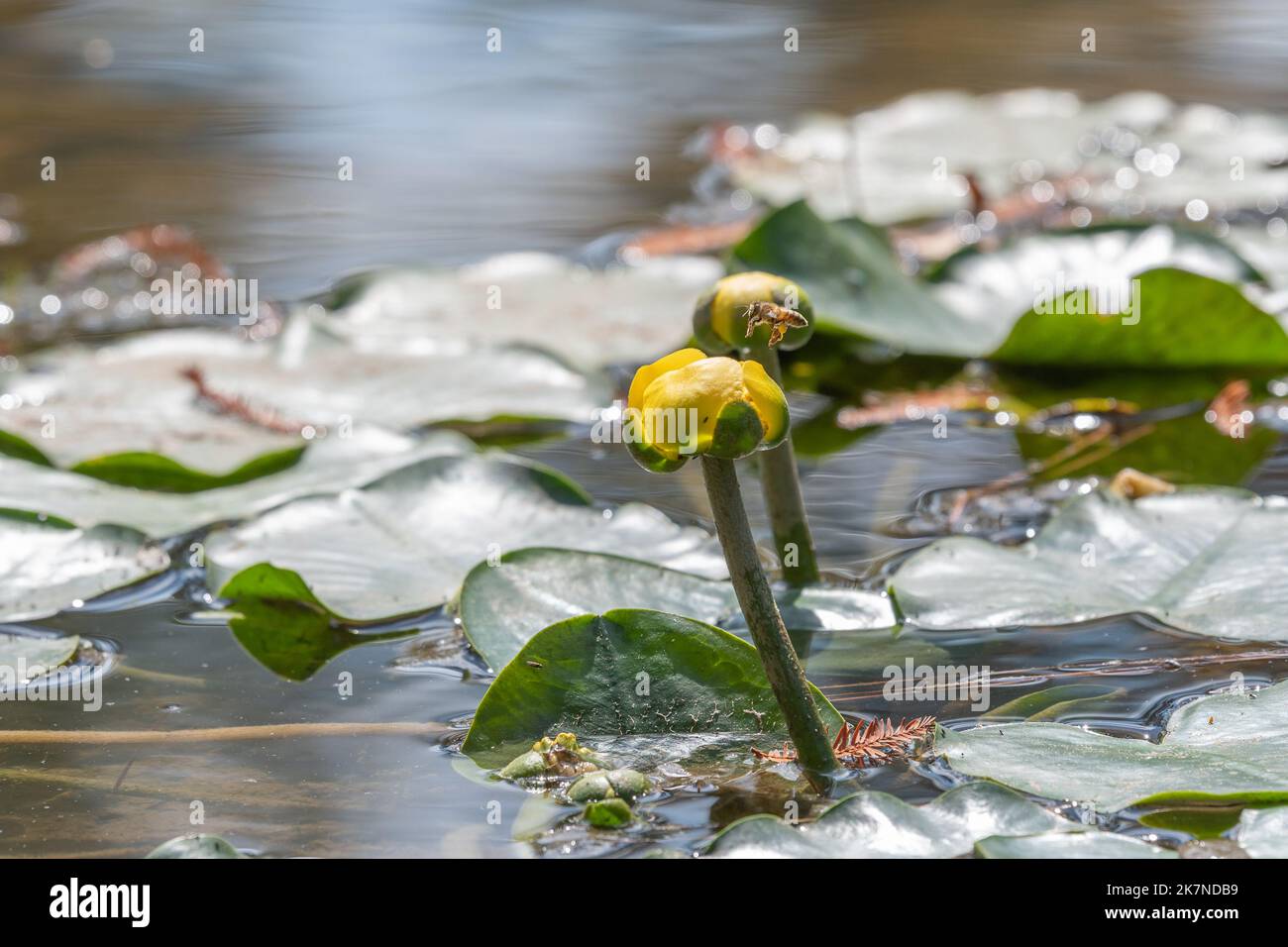 Sonnenlicht auf dem Waldteich, wo eine Biene über einer gelben Blume schwebt. Stockfoto