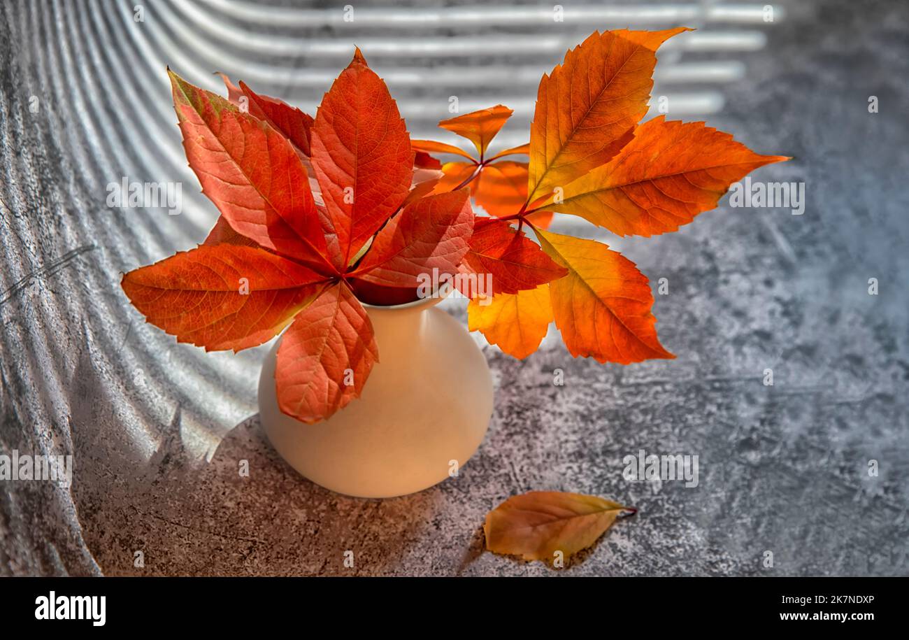 Bouquet von roten Herbstblättern wilder Trauben in einer Tonvase auf einem dunklen strukturierten Hintergrund. Stillleben im Herbst. Stockfoto