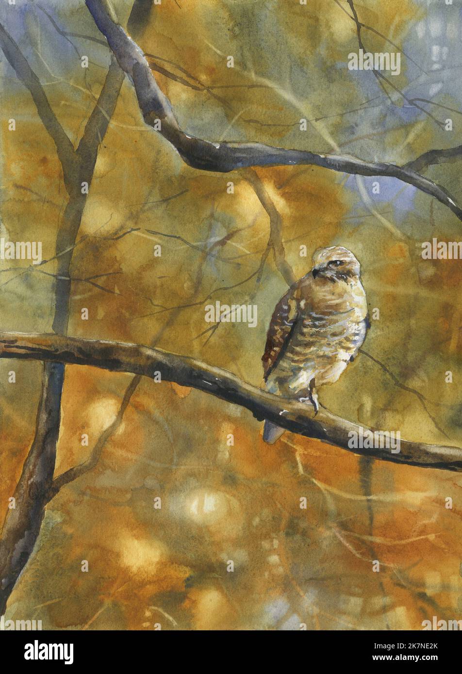 Hawk Fine Art Aquarell Malerei. Tierbilder Vogelmalerei braun Wohnkultur Falke auf Zweig Landschaftskunst Stockfoto