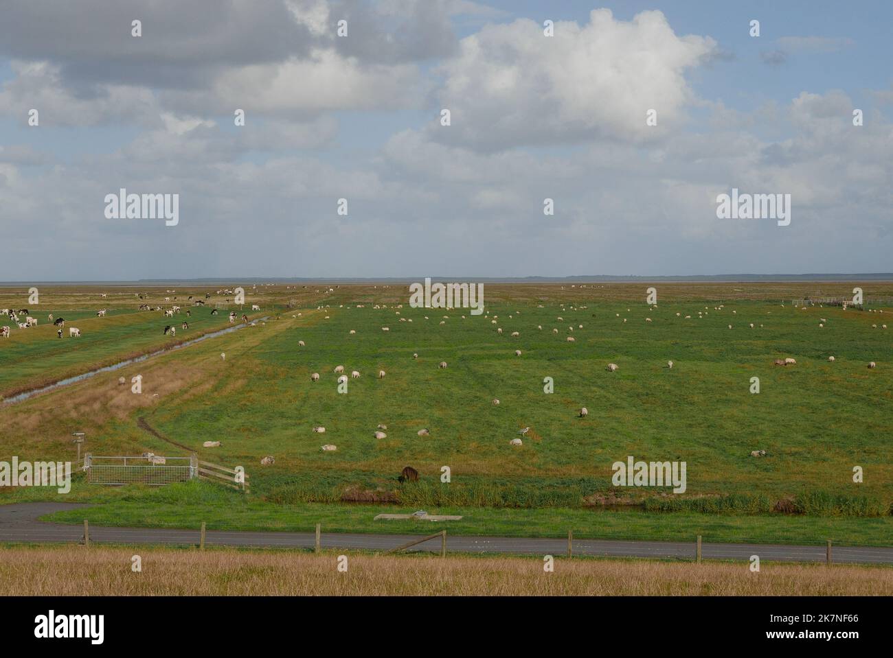 Flaches Weideland mit Schafen am Wattenmeer. Niederlande Stockfoto