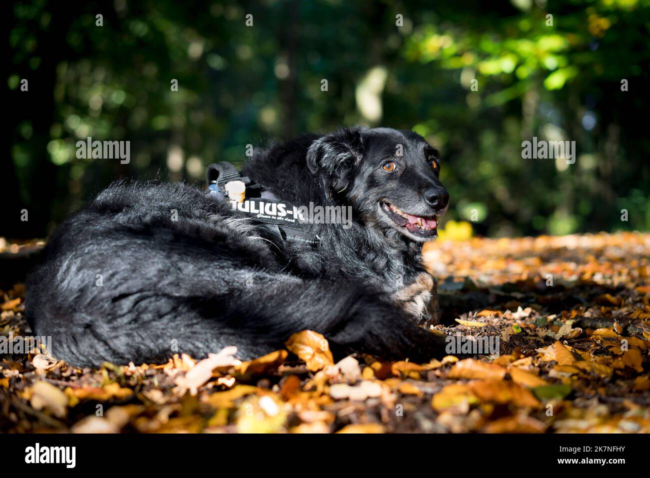 Nahaufnahme eines Grenzhundes, der in den Herbstblättern des britischen Waldes im strahlenden Sonnenlicht liegt. Stockfoto