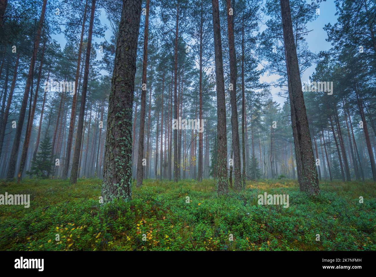 Dunkler nebliger Wald mit weißem Dunst, traumhafter Aussicht Stockfoto
