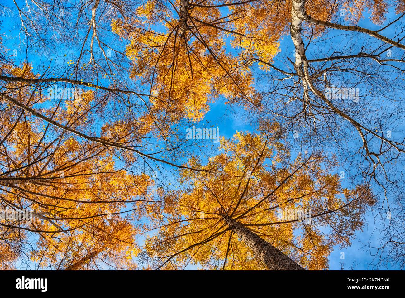 Blick auf die Pinien im Herbstwald mit gelb Und rote Blätter Laub Stockfoto
