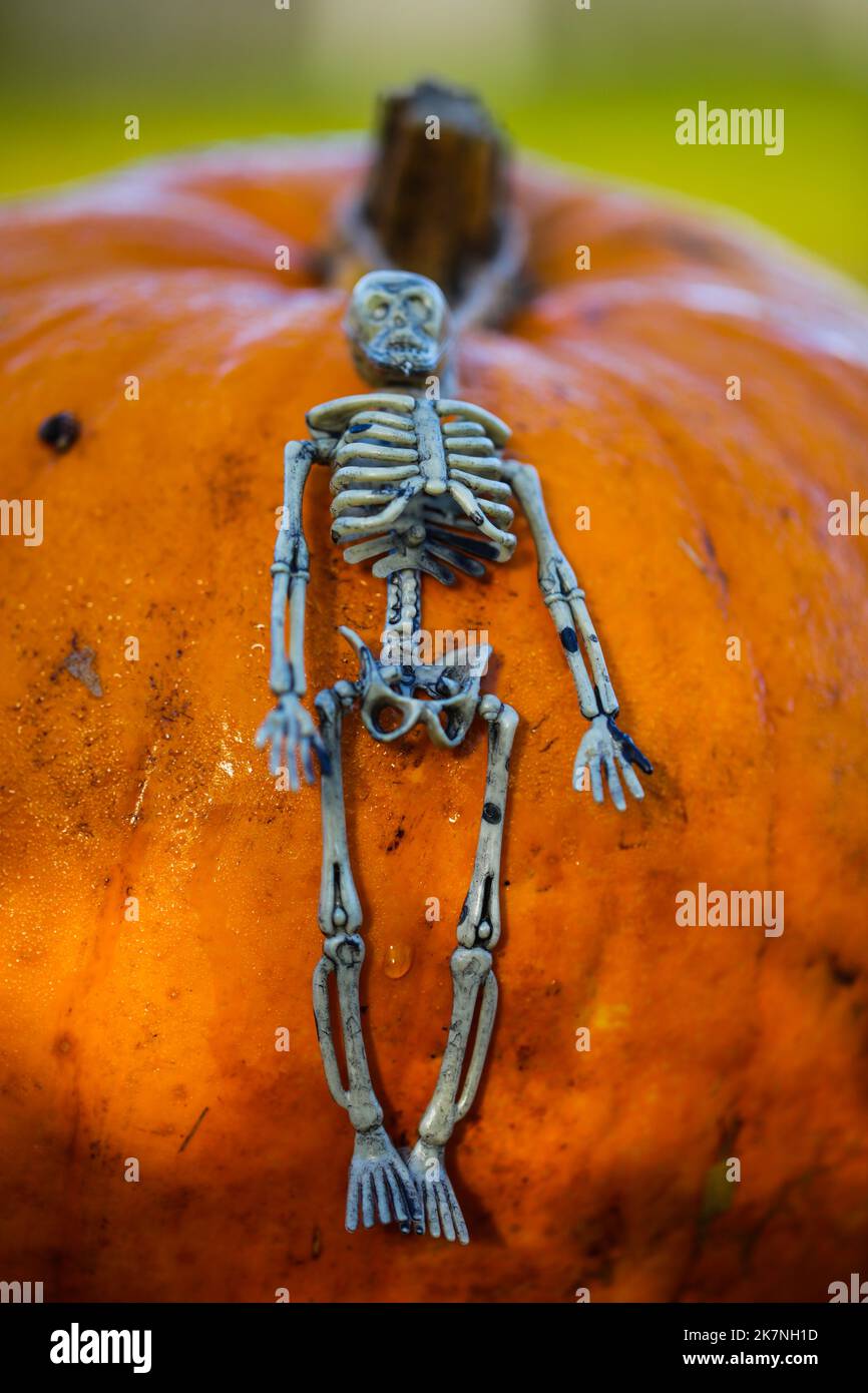 Skelett Liegt Auf Kürbis Halloween Postkarte Lustige Party Einladung Stockfoto