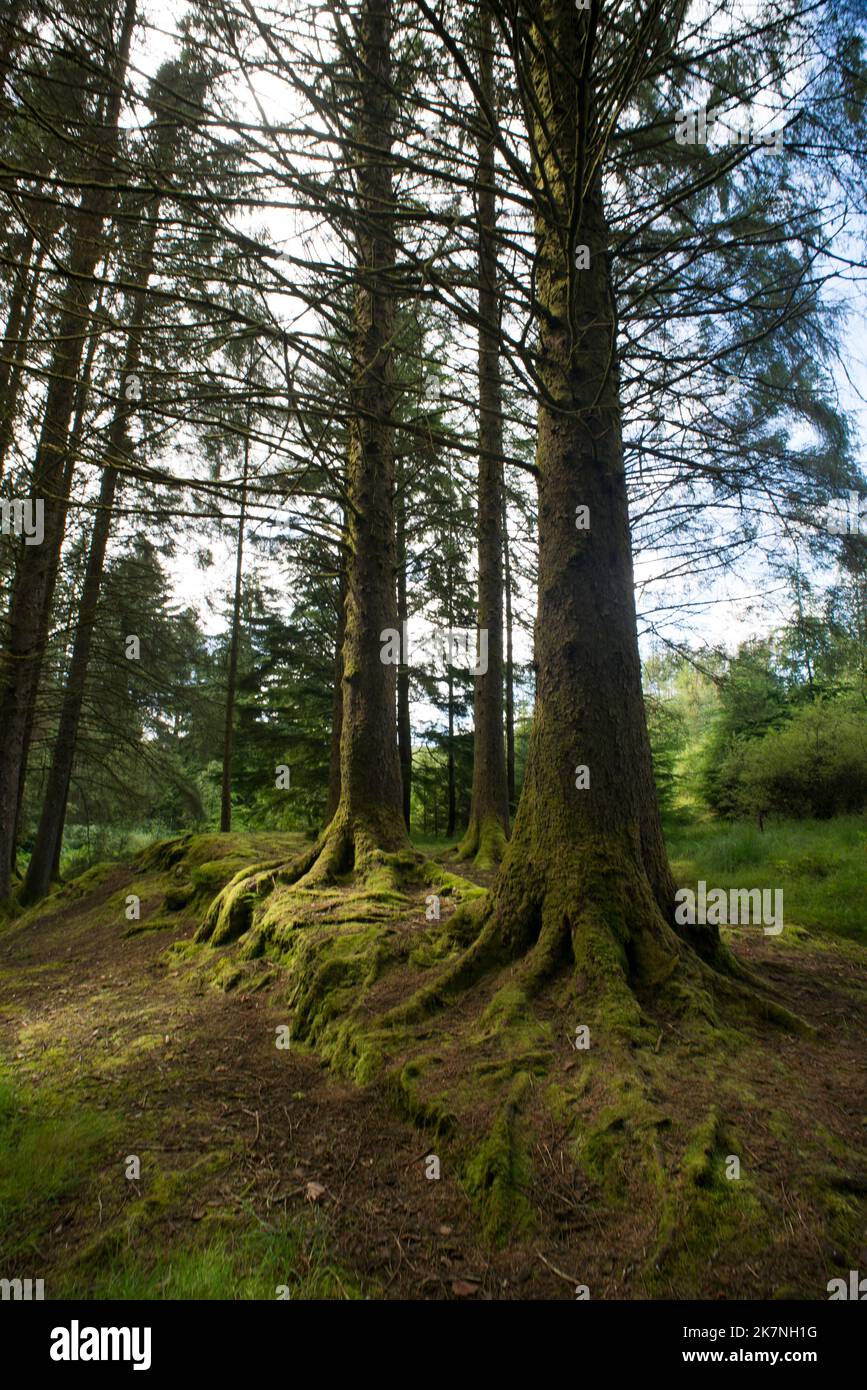 Schottische Kiefern (Pinus sylvestris) in Bishops Glen Waldgebiet Dunoon. Stockfoto