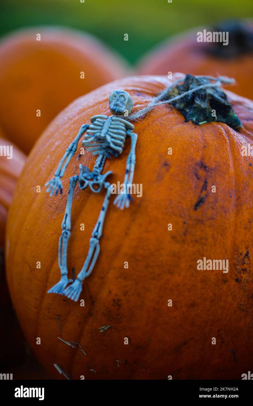 Skelett Liegt Auf Kürbis Halloween Postkarte Lustige Party Einladung Stockfoto