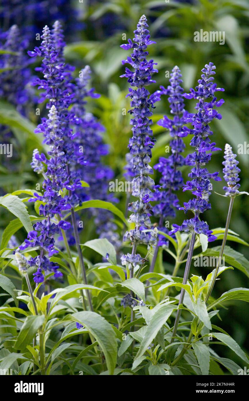 Salvia Farinacea, Blue Mavi Stockfoto