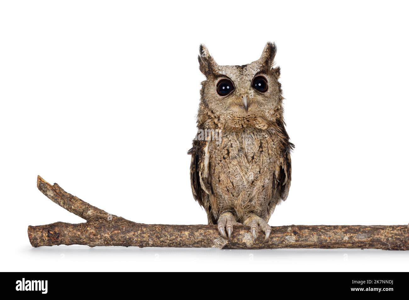 Niedliche braune indische Scopus-Eule alias Otus bakkamoena, die auf einem Ast sitzt. Blick direkt auf die Kamera. Isoliert auf weißem Hintergrund. Ohren auf. Stockfoto