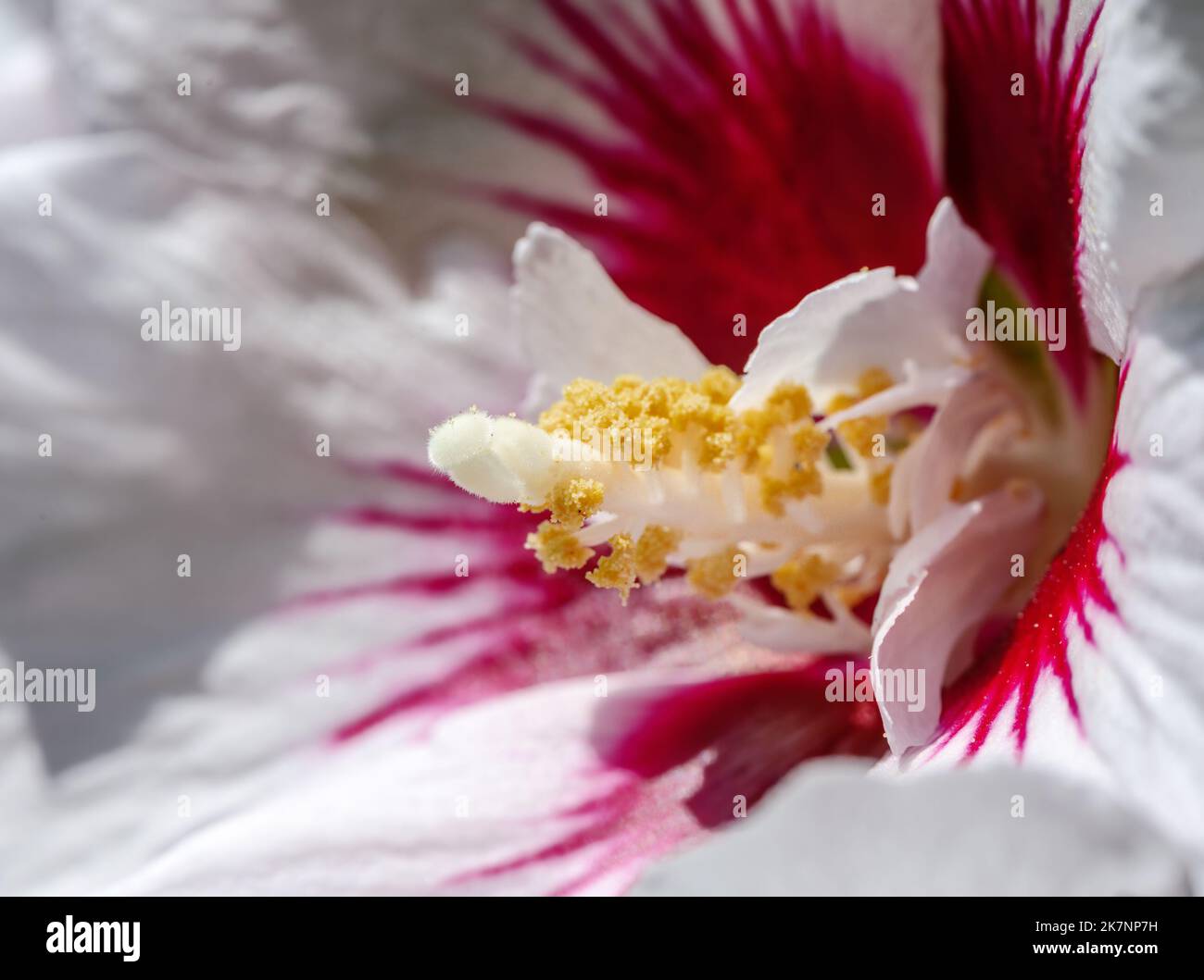 Makro einer weißen Hibiskusblüte und ihrem Stempel Stockfoto