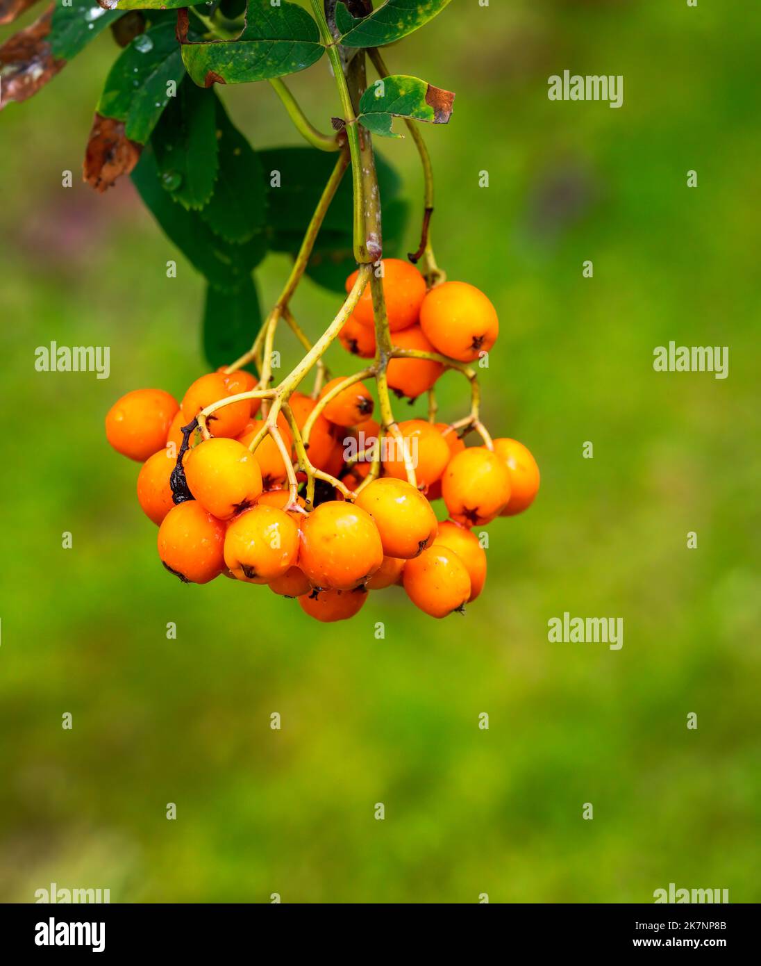 Rowan Beeren auf einer Berg Esche im Herbst Stockfoto
