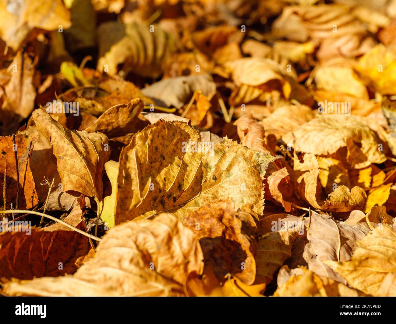 Herbstblätter sind überall als Hintergrund verstreut Stockfoto