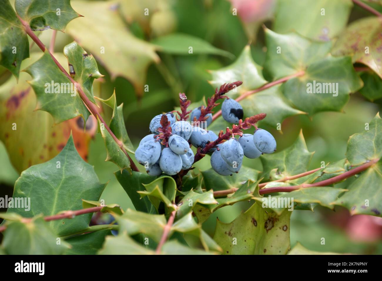 Oregon trauben stechpalme -Fotos und -Bildmaterial in hoher Auflsung   Alamy