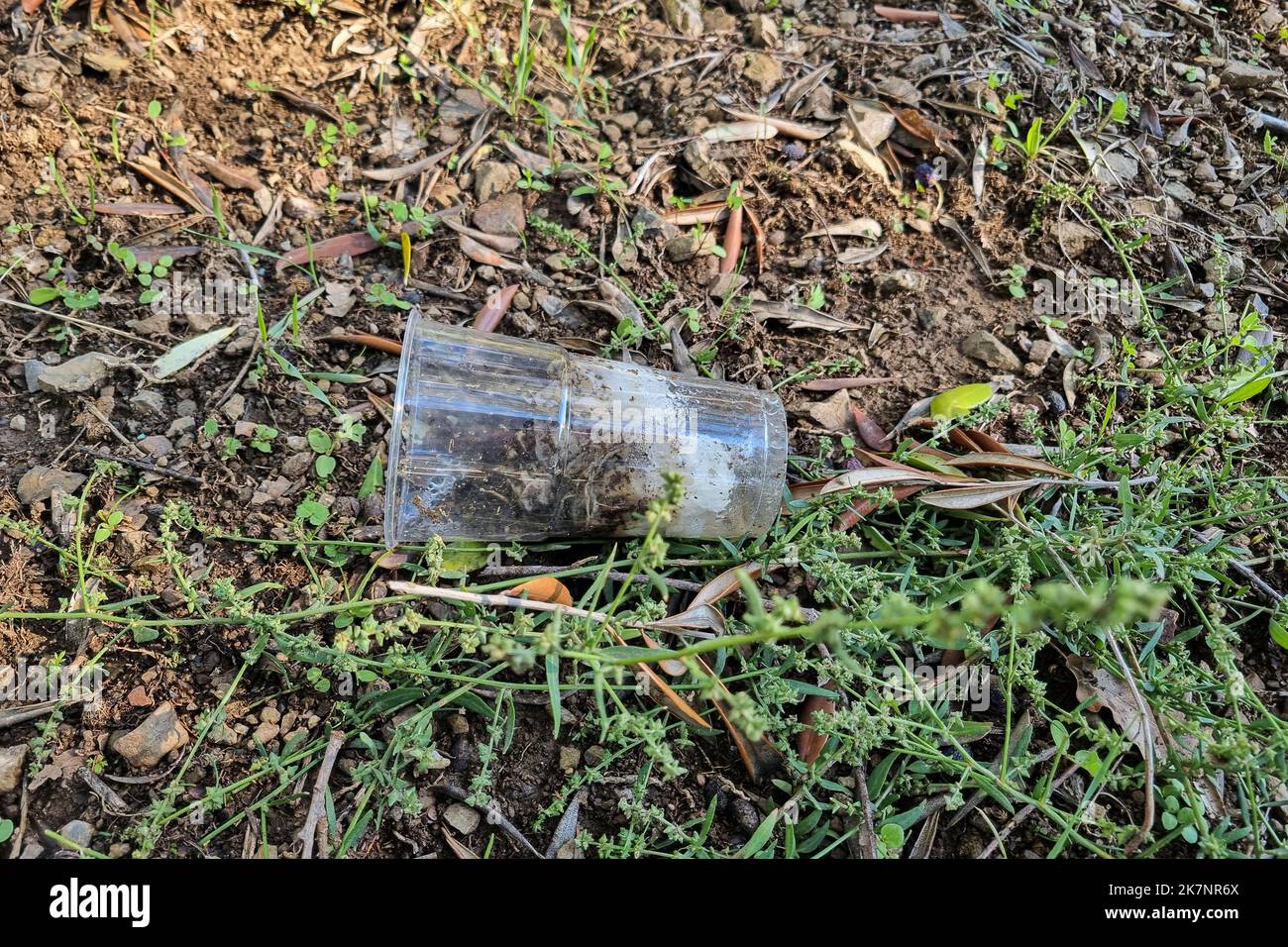 Einweg-Plastikbecher auf Waldboden Ökosystem verworfen, Umweltverschmutzung Abfall Stockfoto