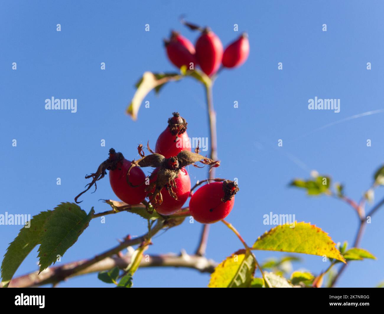 Rote Beeren des Hundes erhoben sich gegen einen blauen Himmel Stockfoto