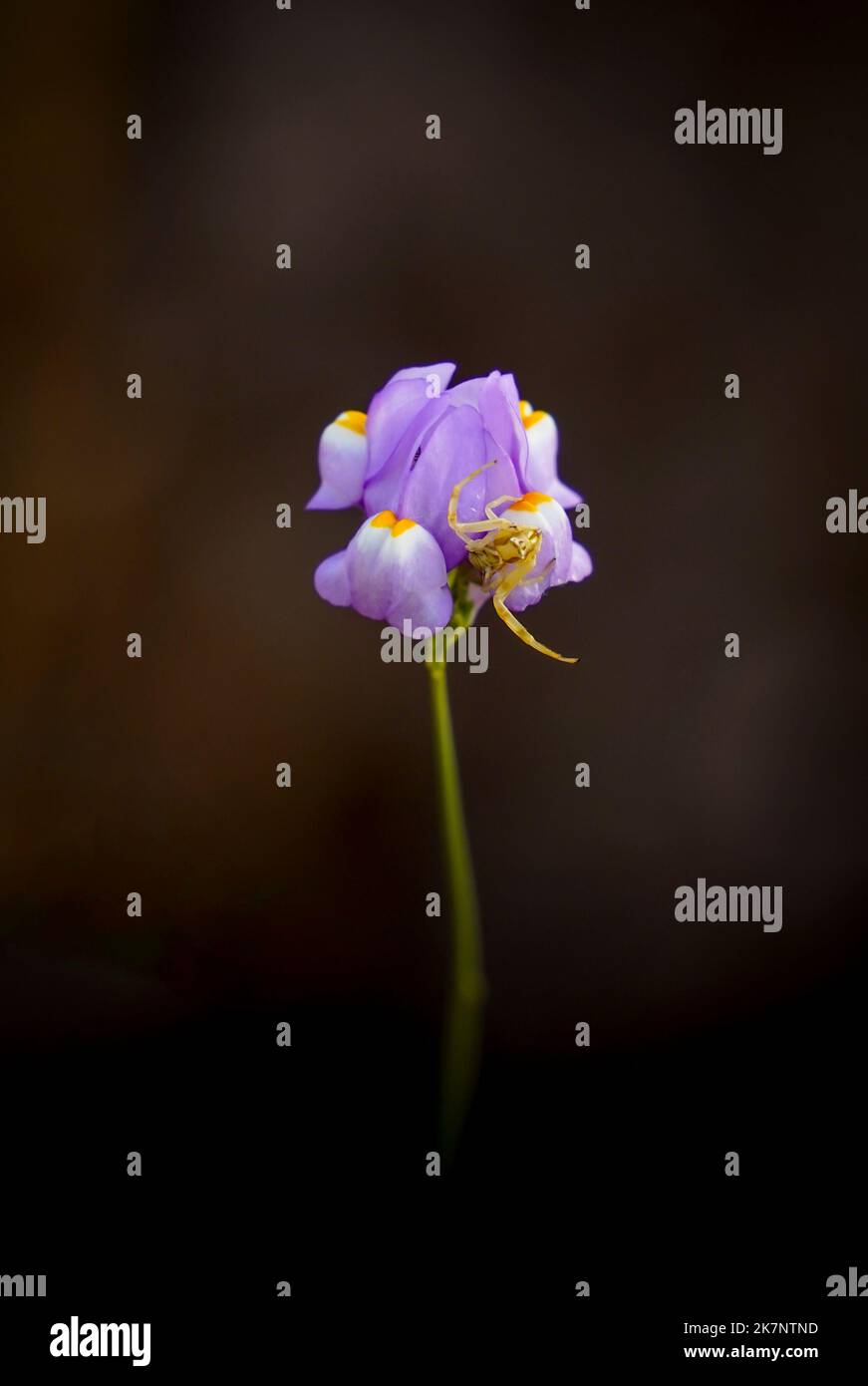 Linaria clementei, endemisch geschützte Pflanze, blühende Spinne, Malaga, Spanien. Stockfoto