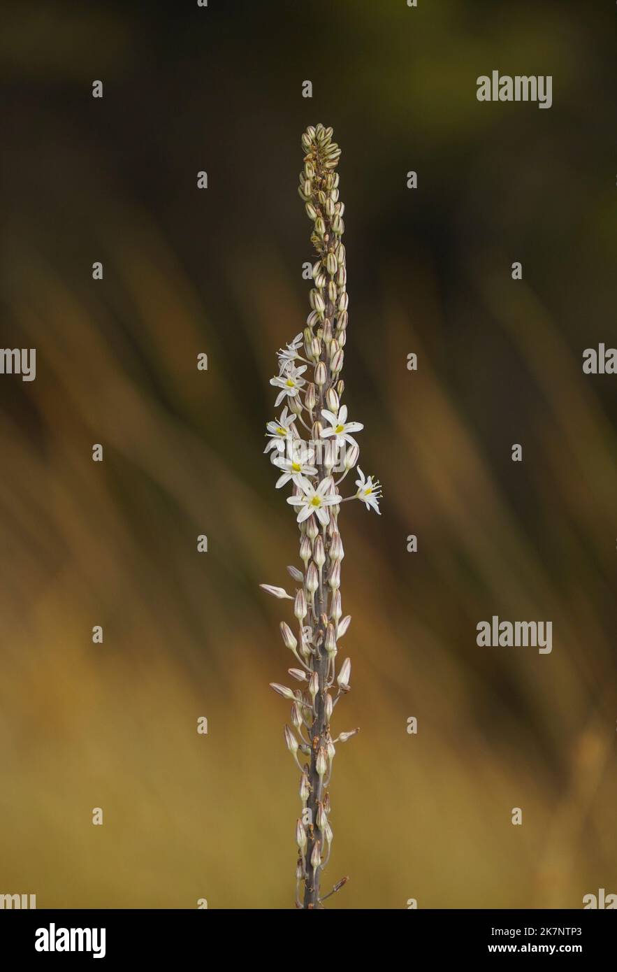 Drimia Maritima, Meer Blaustern, Meer Zwiebel, Pflanzen in Blüte, Andalusien, Spanien. Stockfoto