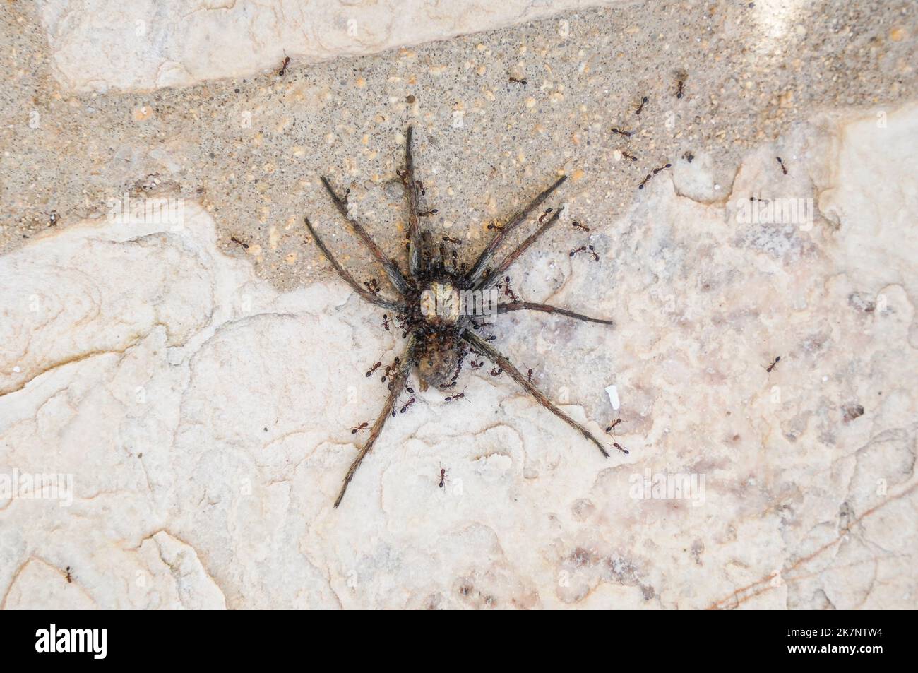 Eine tote Spinne wird von schwarzen Ameisen gezogen. Stockfoto
