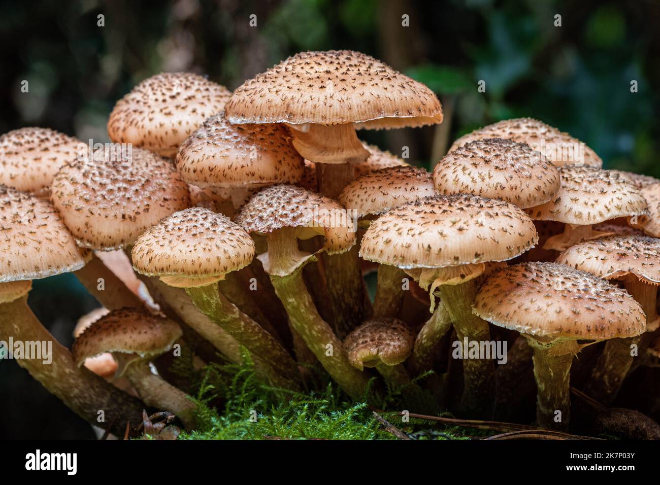 Parasol Fungi, Großbritannien Stockfoto
