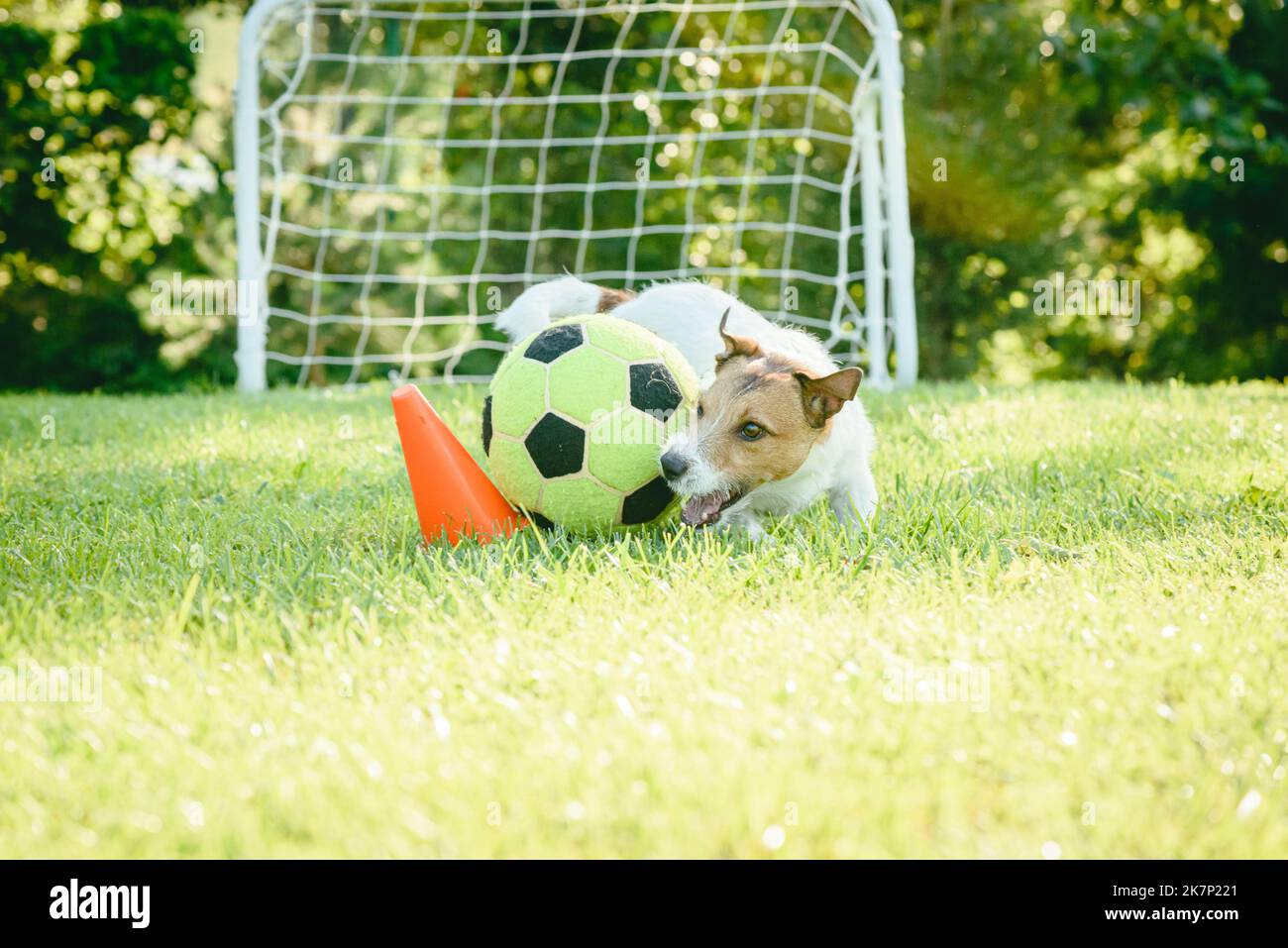 Hund als lustiger Fußballspieler, der Ball auf dem Fußballtrainingsfeld für Kinder und Jugendliche Fußballspieler verfolgt Stockfoto