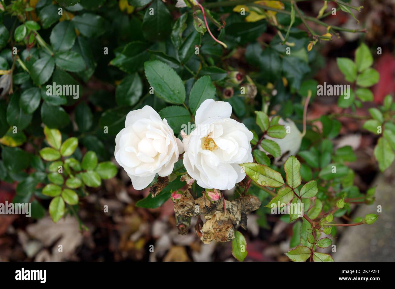 Immergrüne rose -Fotos und -Bildmaterial in hoher Auflösung – Alamy