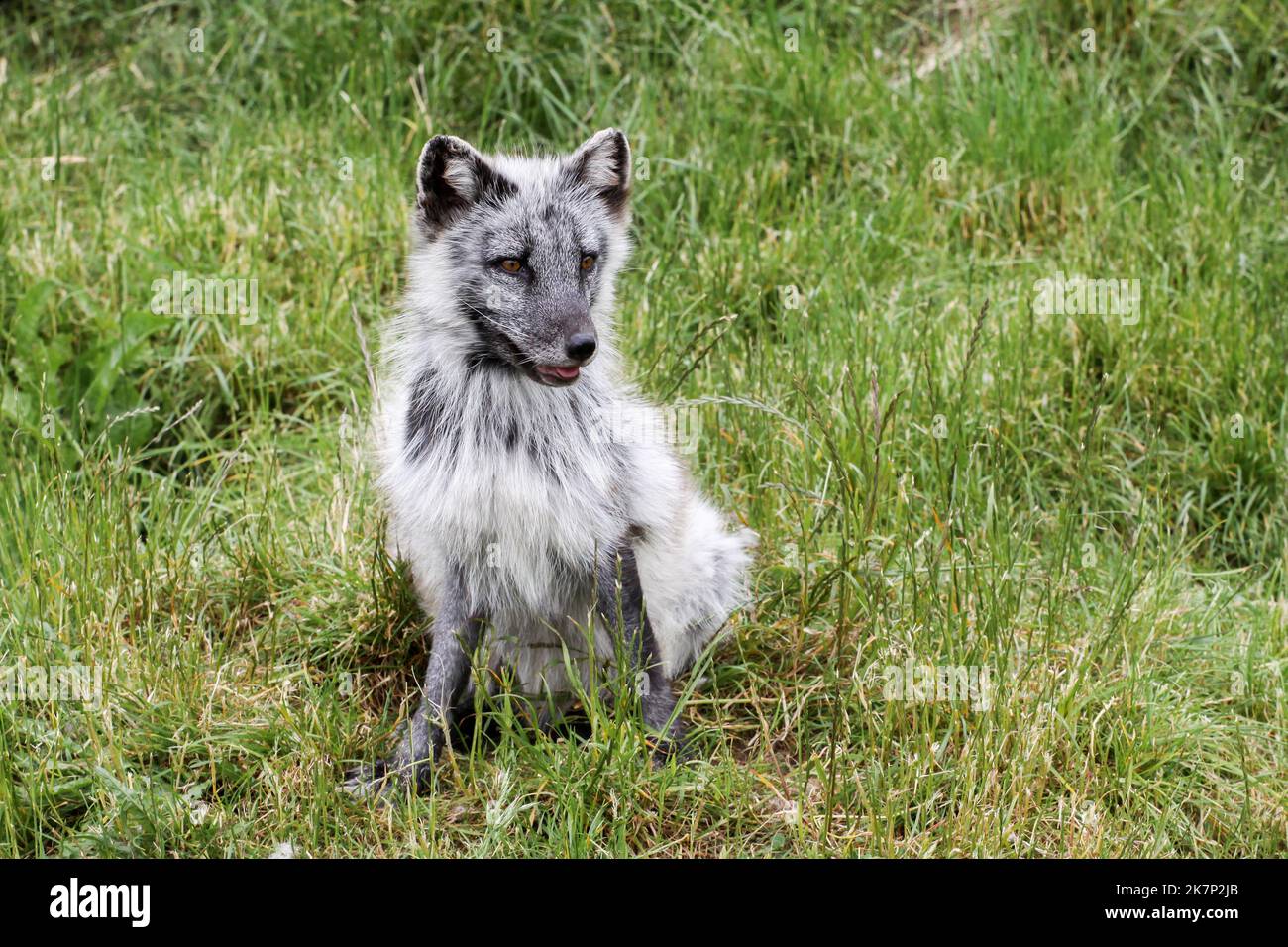 Ein weißer arktischer Fuchs während der Sommersaison Stockfoto