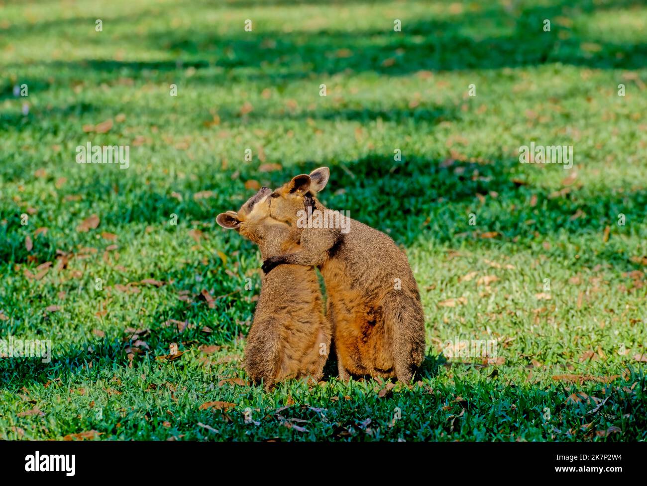 Das Sumpfwallaby (Wallabia bicolor) ist ein kleines Makropoden-Beuteltier aus Ostaustralien Stockfoto