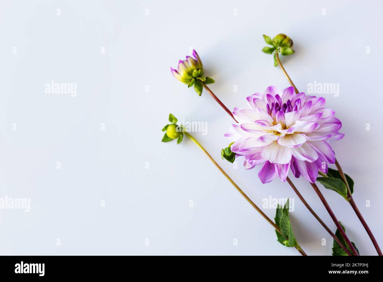Lila Dahlia Blume auf blauem Hintergrund Stockfoto