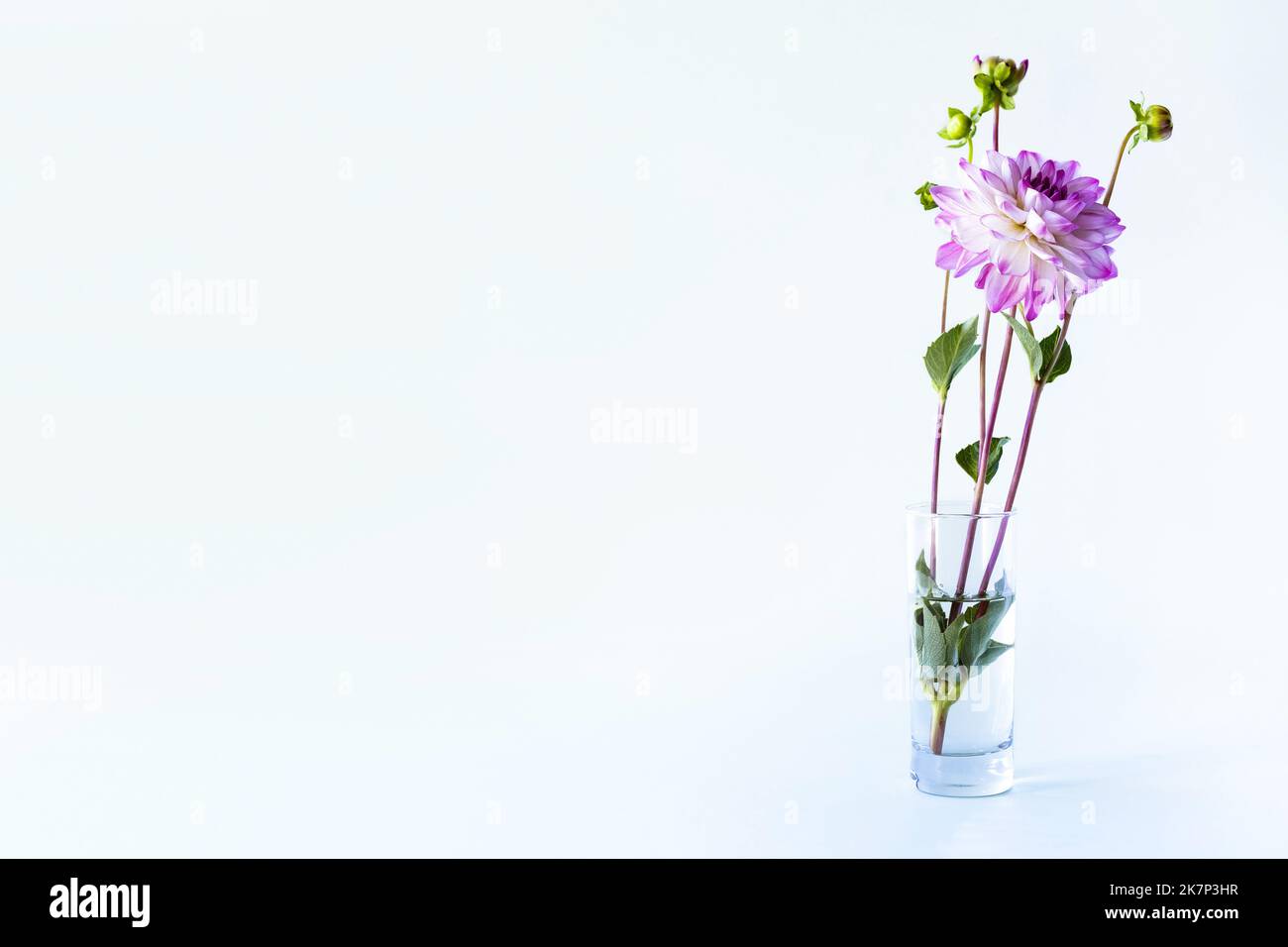 Lila Dahlia Blume in einer transparenten Vase auf blauem Hintergrund Stockfoto