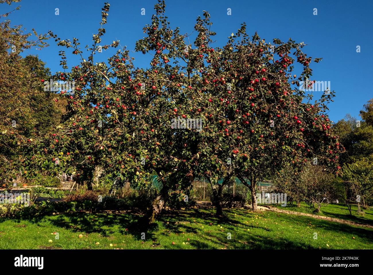 Ulay, Oktober 10. 2022: Ein Apfelbaum in einem Obstgarten Stockfoto