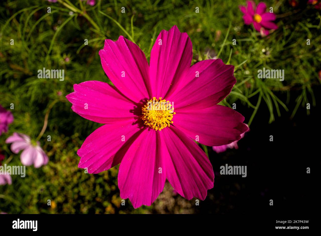 Ulay, Oktober 10. 2022: Eine Gartenblume, Dazzle Cosmos Stockfoto
