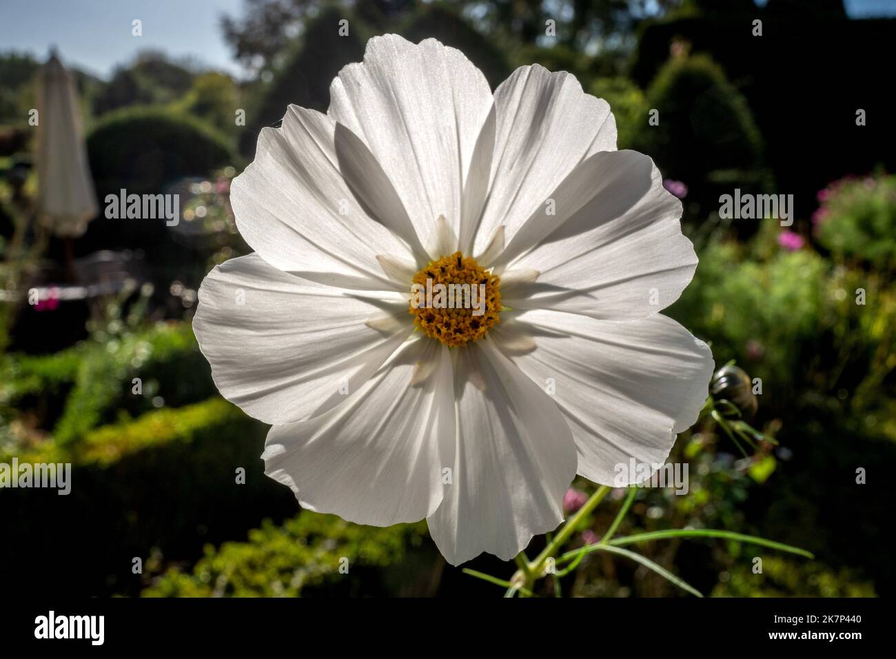 Ulay, Oktober 10. 2022: Eine Gartenblume Stockfoto