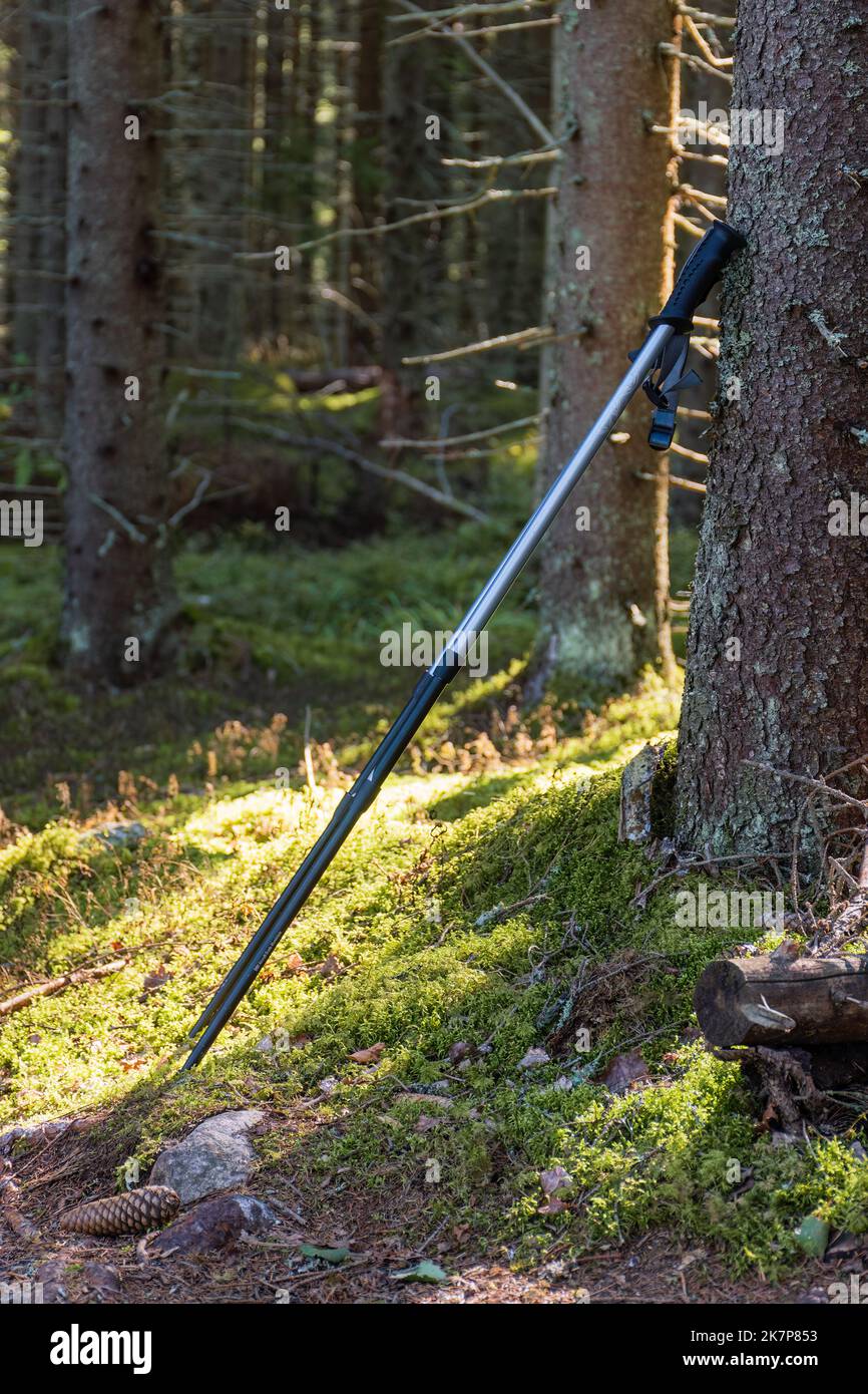 Wanderstöcke, die sich auf einem Kiefernbaum neben einem Wanderweg in einem finnischen Wald lehnen Stockfoto