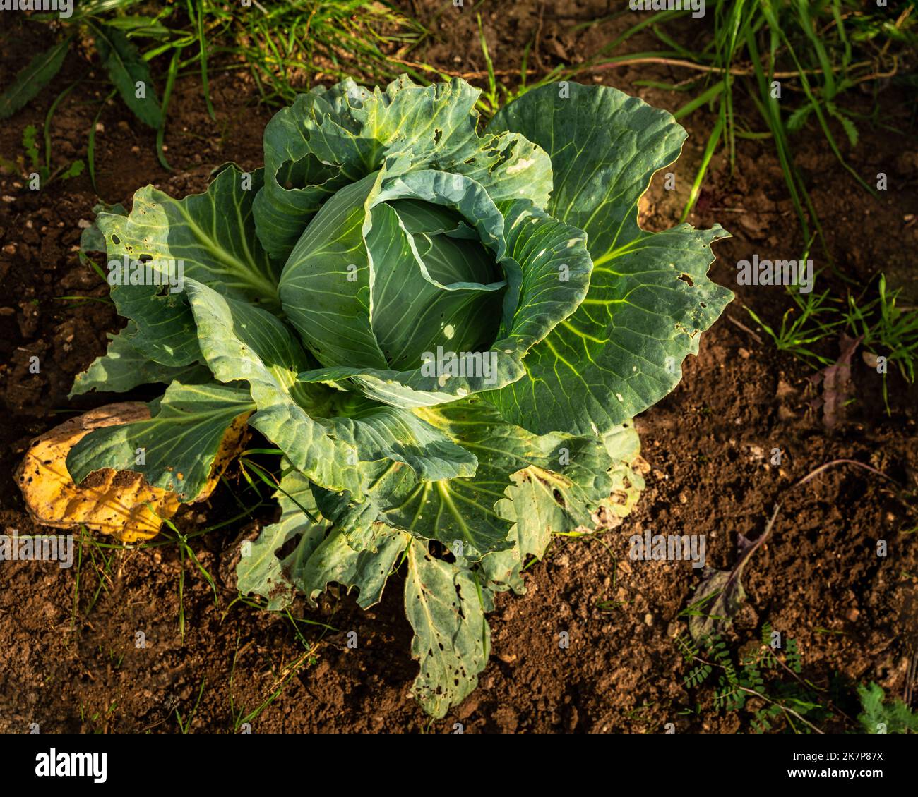 Kohl aus Bio-Bauernhof bereit, aus dem Bio-Garten geerntet werden. Abruzzen, Italien, Europa Stockfoto