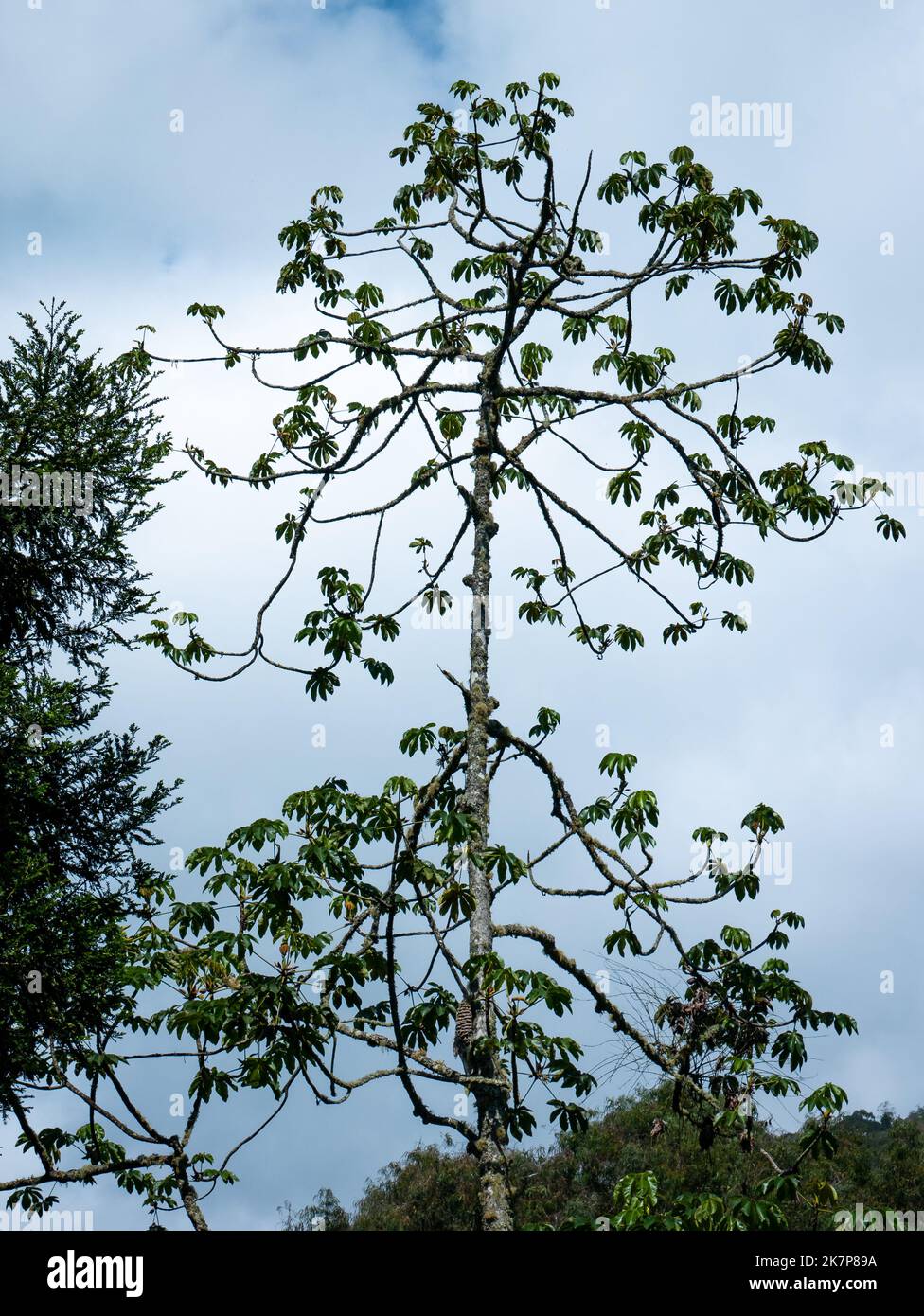 Zu den großen Bäumen mit gebräuchlichen Namen gehören Trompetenbaum, Pop-a-Gun, Baum der Faulheit und Snakewood Tree (Cecropia obtusifolia) in a Cloudy Day Stockfoto