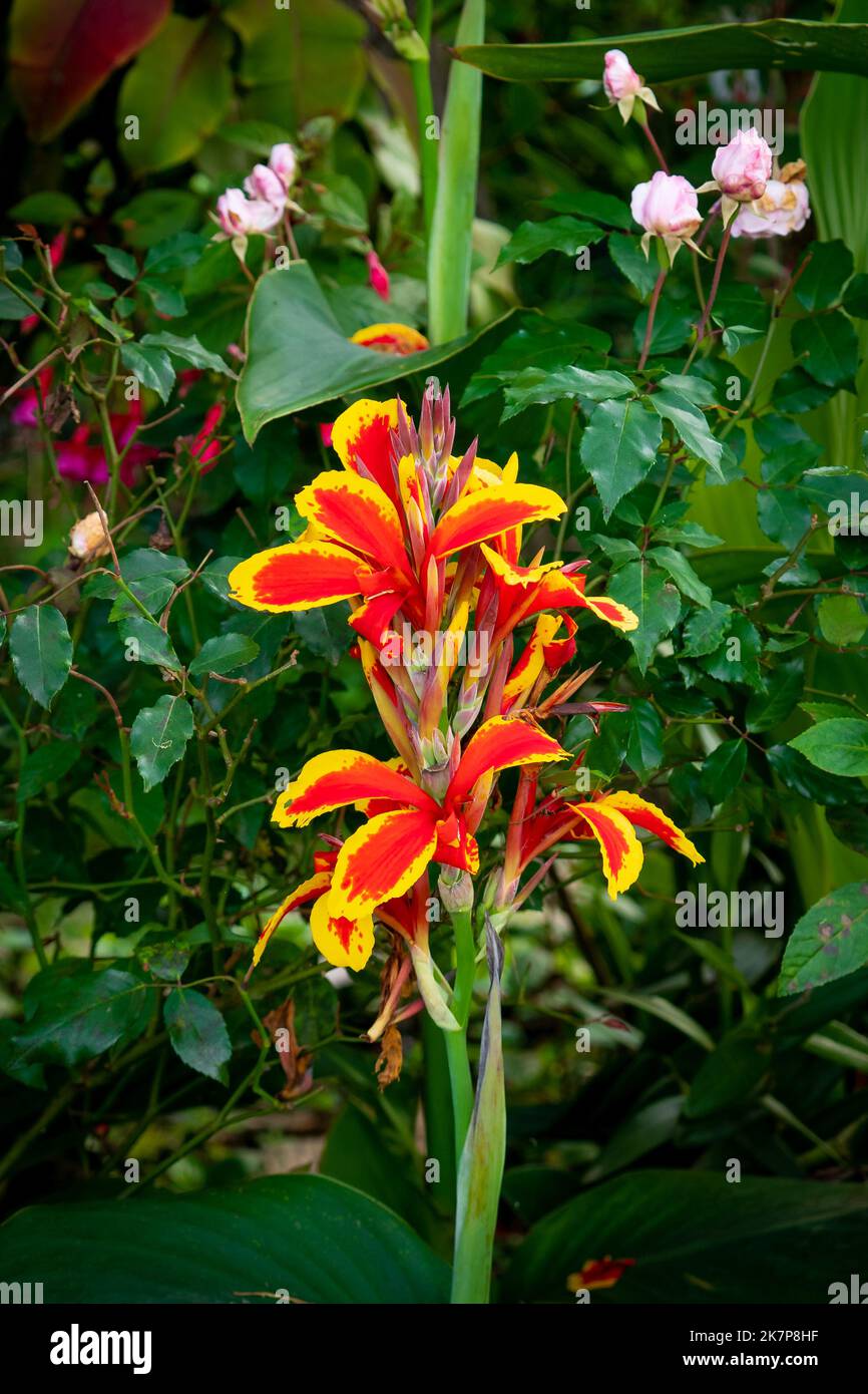 Rote und gelbe Blume bekannt als Indian Shot (Canna Indica) oder African Arrowroot, essbare Canna, Purple Arrowroot, Sierra Leone Arrowroot im Garten Stockfoto