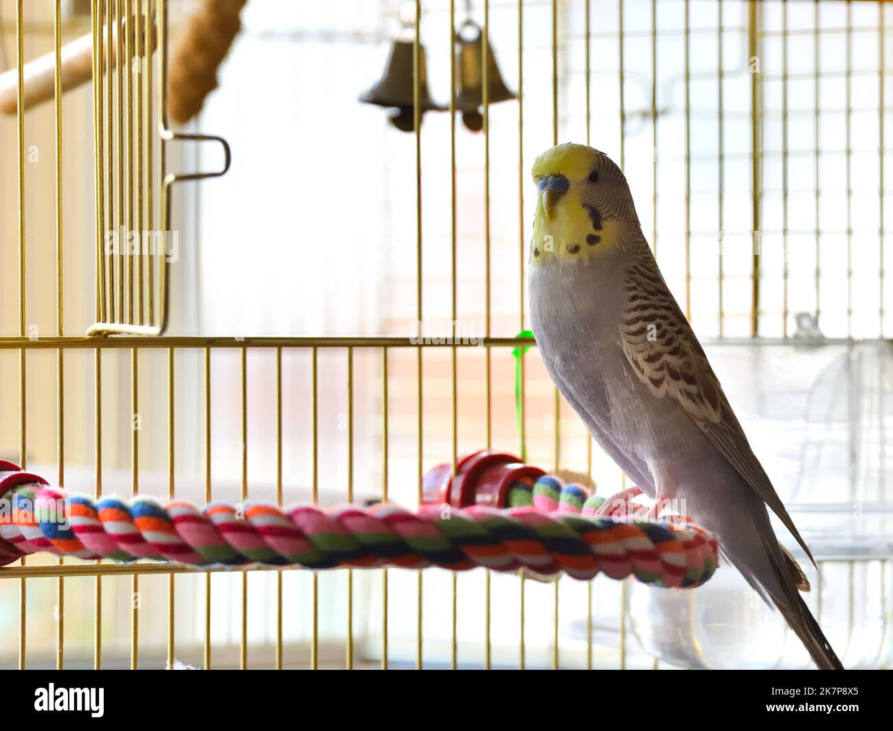 Ein blauer und gelber Wellensittich sitzt auf einem Seil vor der Käfigtür. Stockfoto