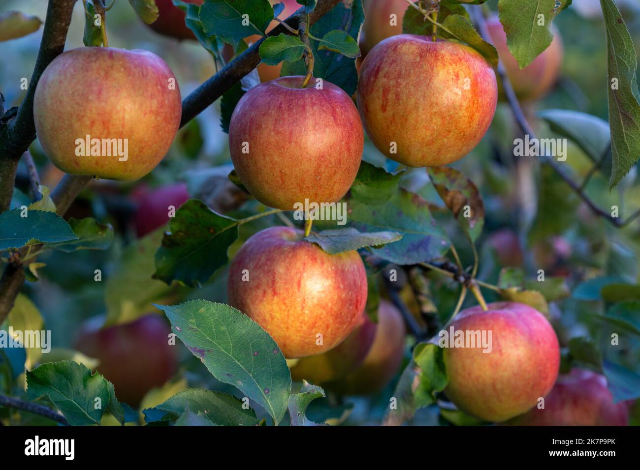 Ast von Apfelbaum mit vielen reifen, pockmarkierten Äpfeln Stockfoto