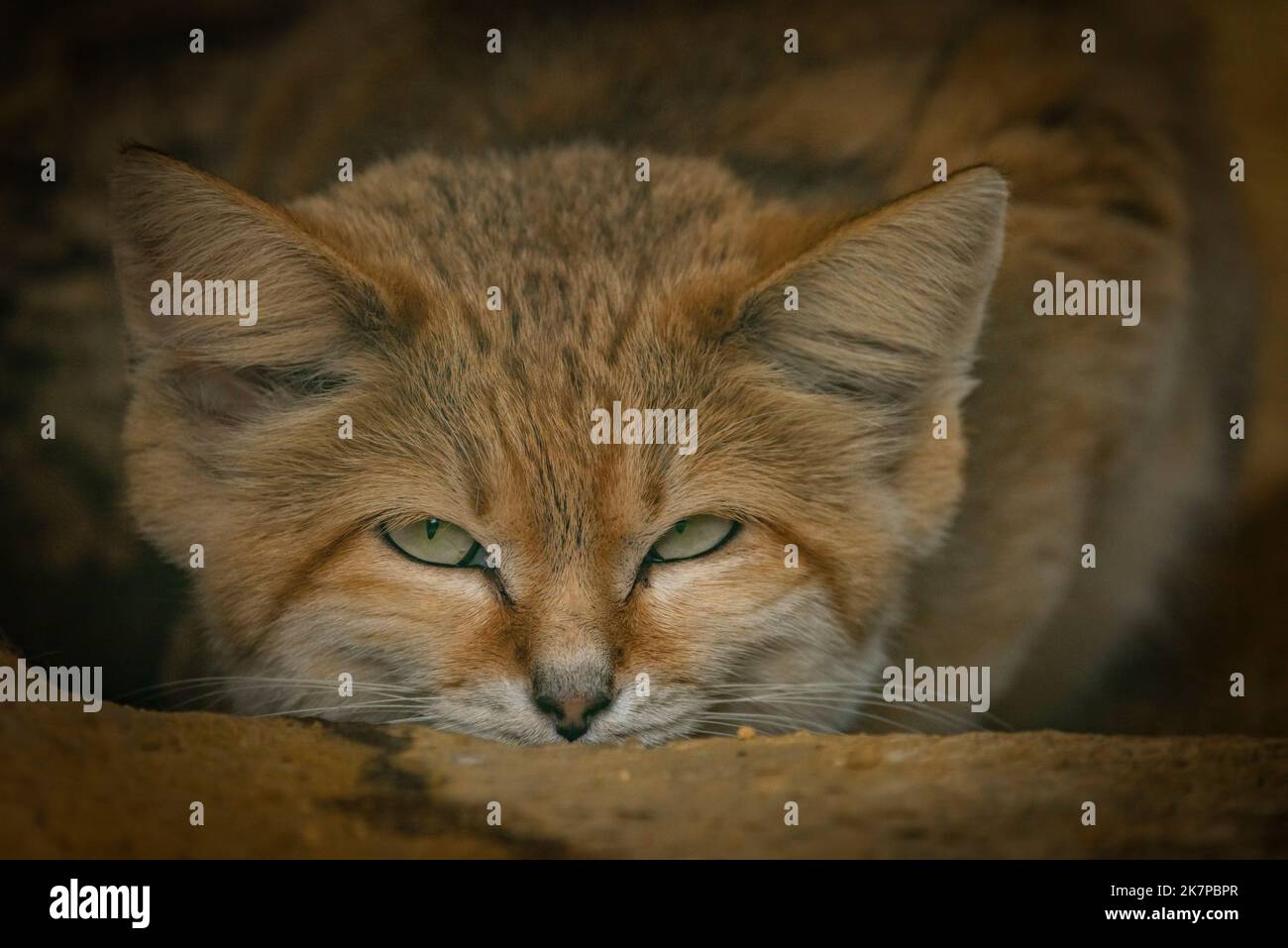 Wüstenkatze liegt in tiefdunkler Höhle im Herbst frischer Abend Stockfoto