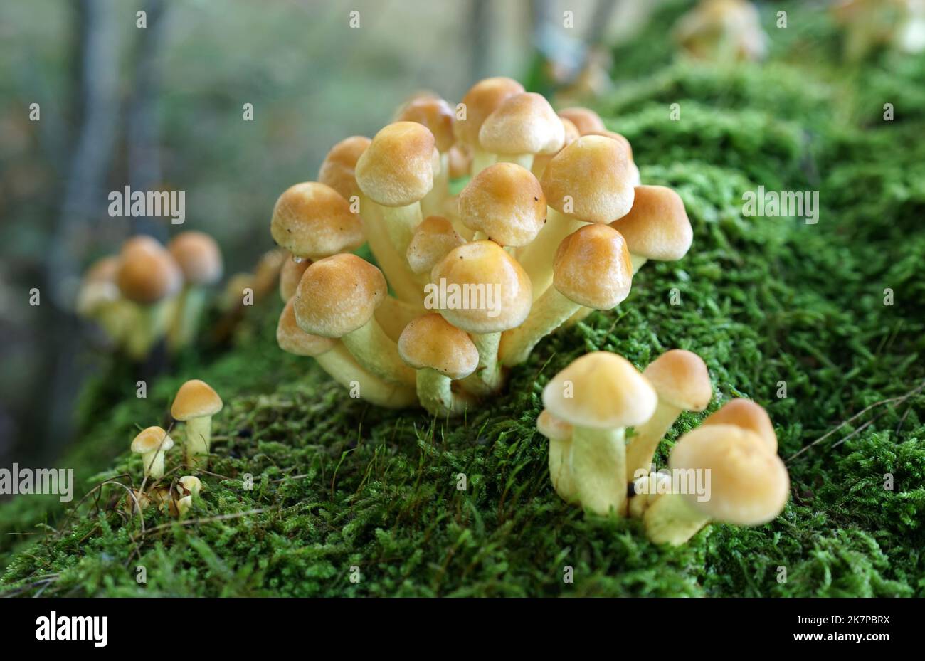 Hypholoma fasciculare, Schwefelbüschel oder geclusterter Waldliebhaber, der massenhaft auf einem toten Baumstamm wächst, bewachsen mit Moos Stockfoto