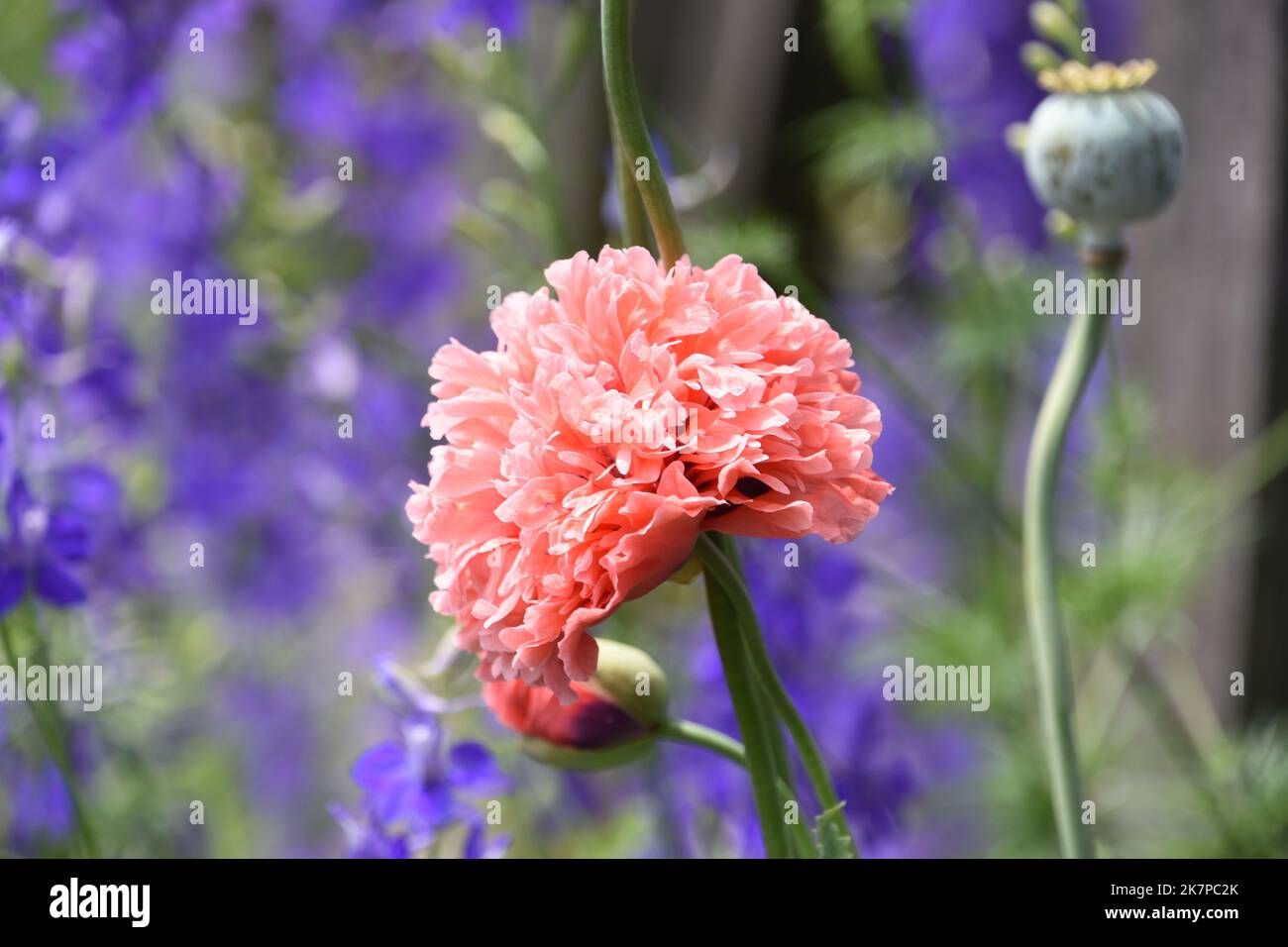 Wunderschöne flauschige rosa Mohnblüte mit purpurem Delphinium im Hintergrund. Stockfoto