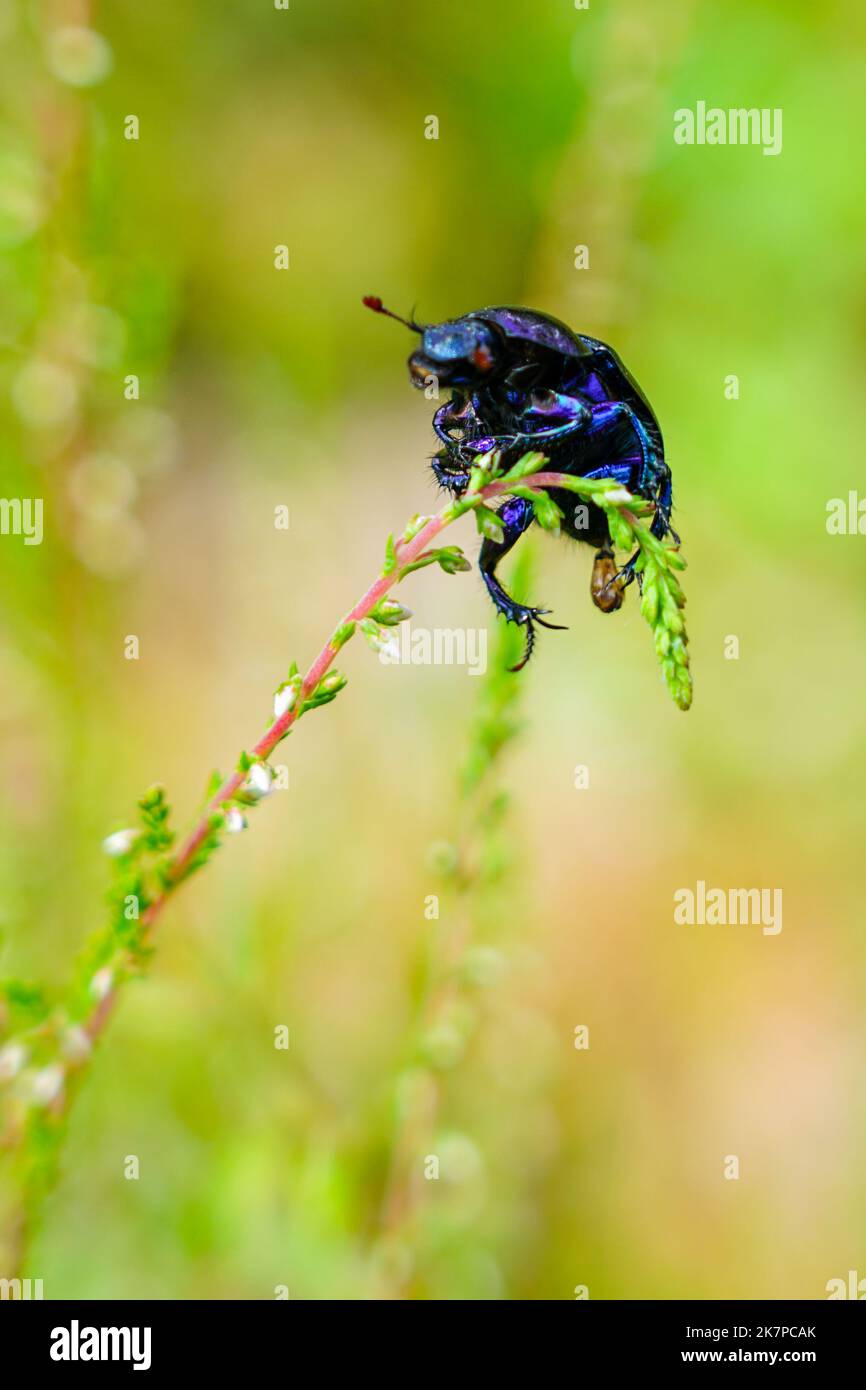 Dor Käfer, Arten von erdbohrenden Mistkäfer, Anoplotrupes stercorosus, auf einem Grashalm gekrochen, selektiver Fokus Stockfoto