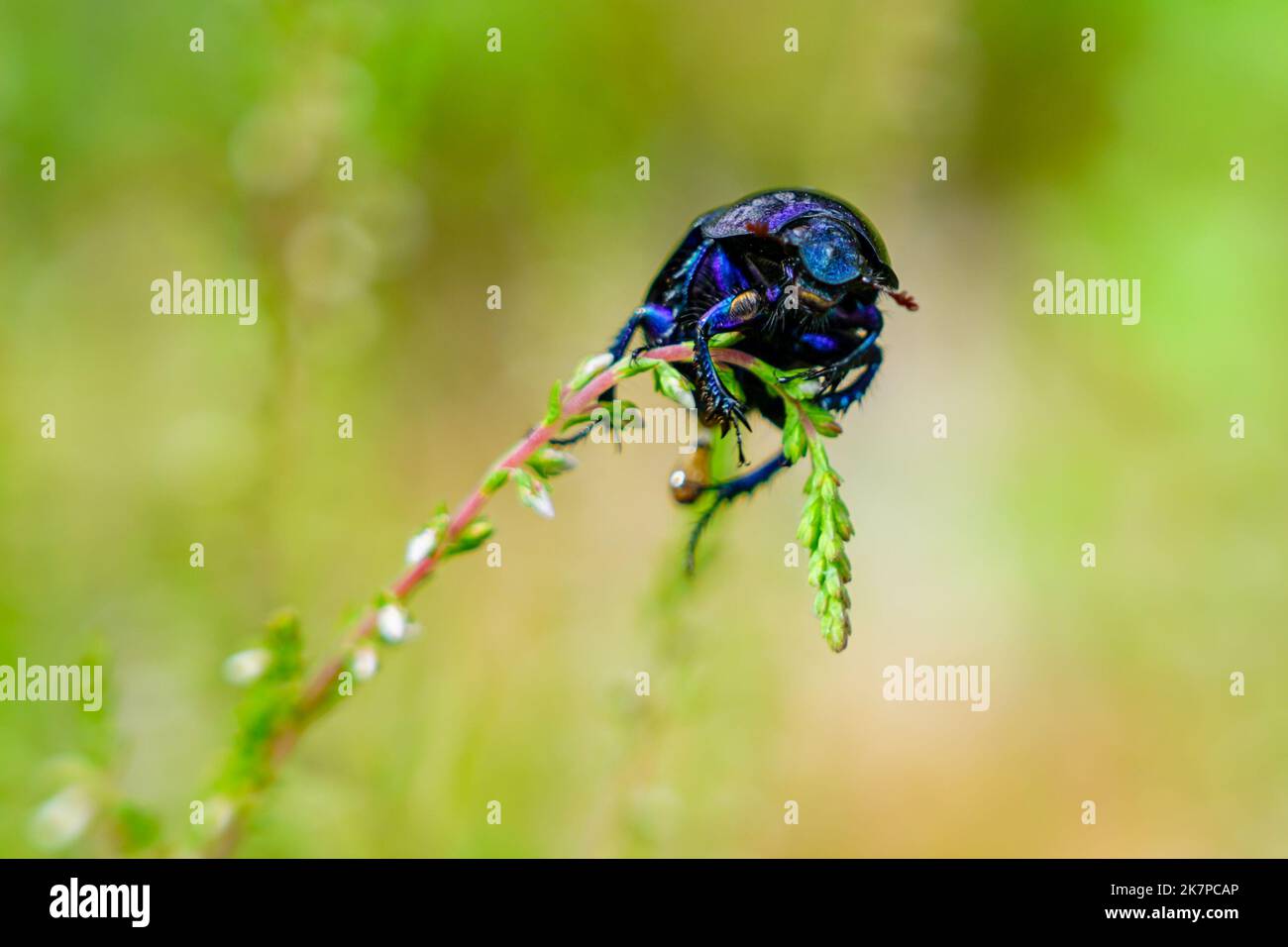 Dor Käfer, Arten von erdbohrenden Mistkäfer, Anoplotrupes stercorosus, auf einem Grashalm gekrochen, selektiver Fokus Stockfoto