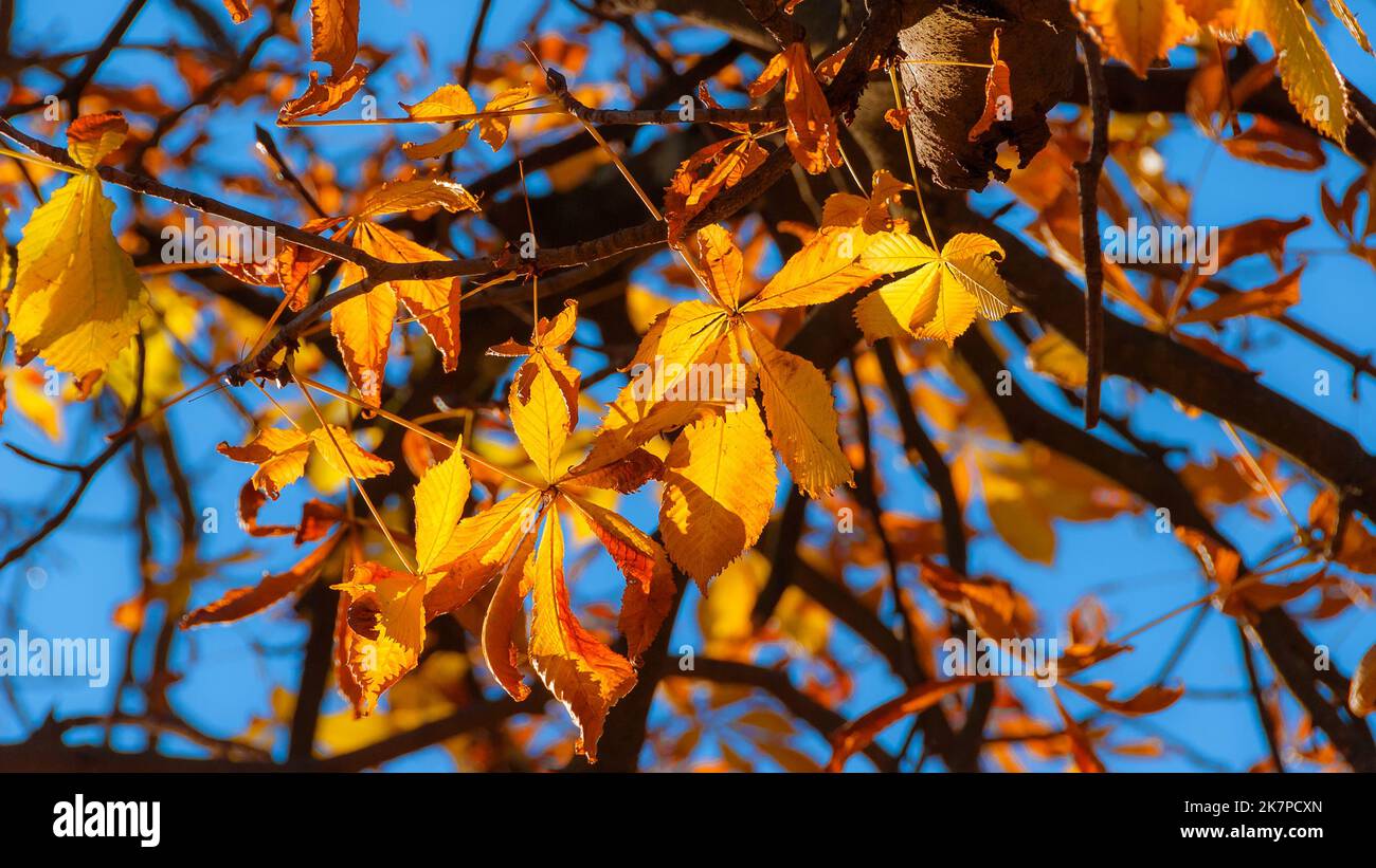 Herbstlicher und belaubter Hintergrund. Hinterleuchtete kastanienbraune, orange und gelbe Blätter Stockfoto