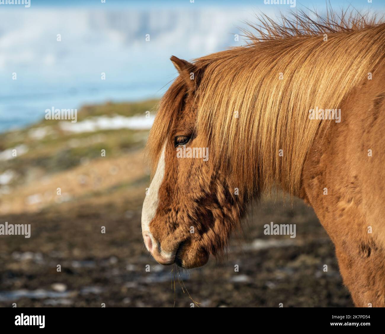 Chestnut Islandpferd, Horn Herstar, Halbinsel Stokksnes, Island Stockfoto