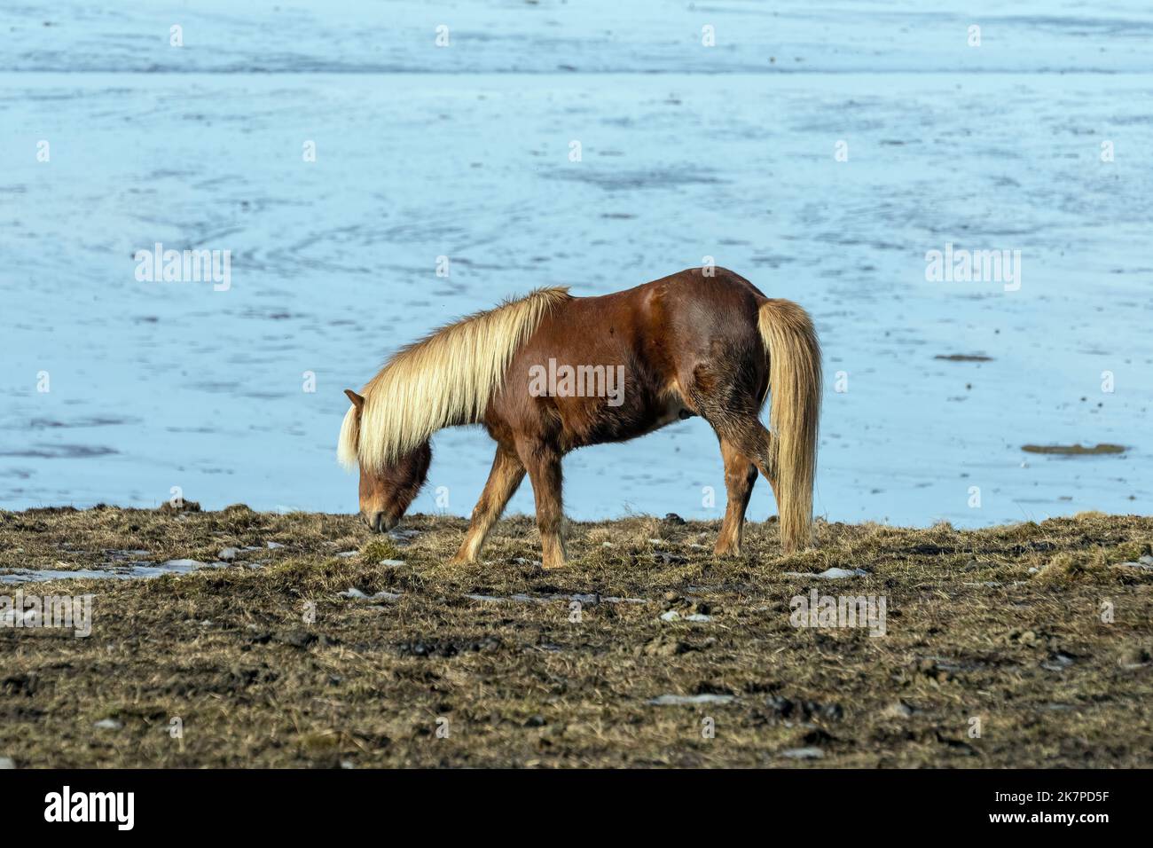 Wunderschönes isländisches Kastanienpferd mit blonder Mähne und Schwanz, Horn Herstar, Halbinsel Stokksnes, Island Stockfoto