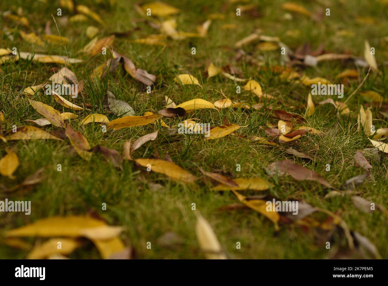 Herbstlaub auf Wiese. Von oben grüner Rasen mit verblassten Blättern an sonnigen Tagen im Herbstpark. Stockfoto
