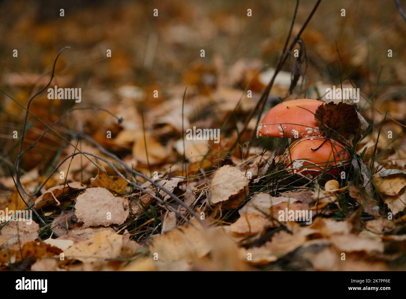 Im Herbstwald wachsen zwei Fliegenfarn nebeneinander zwischen gefallenen gelben Blättern. Amanita Muscaria Macro Foto. Konzept der Umwelt und Natur von Stockfoto