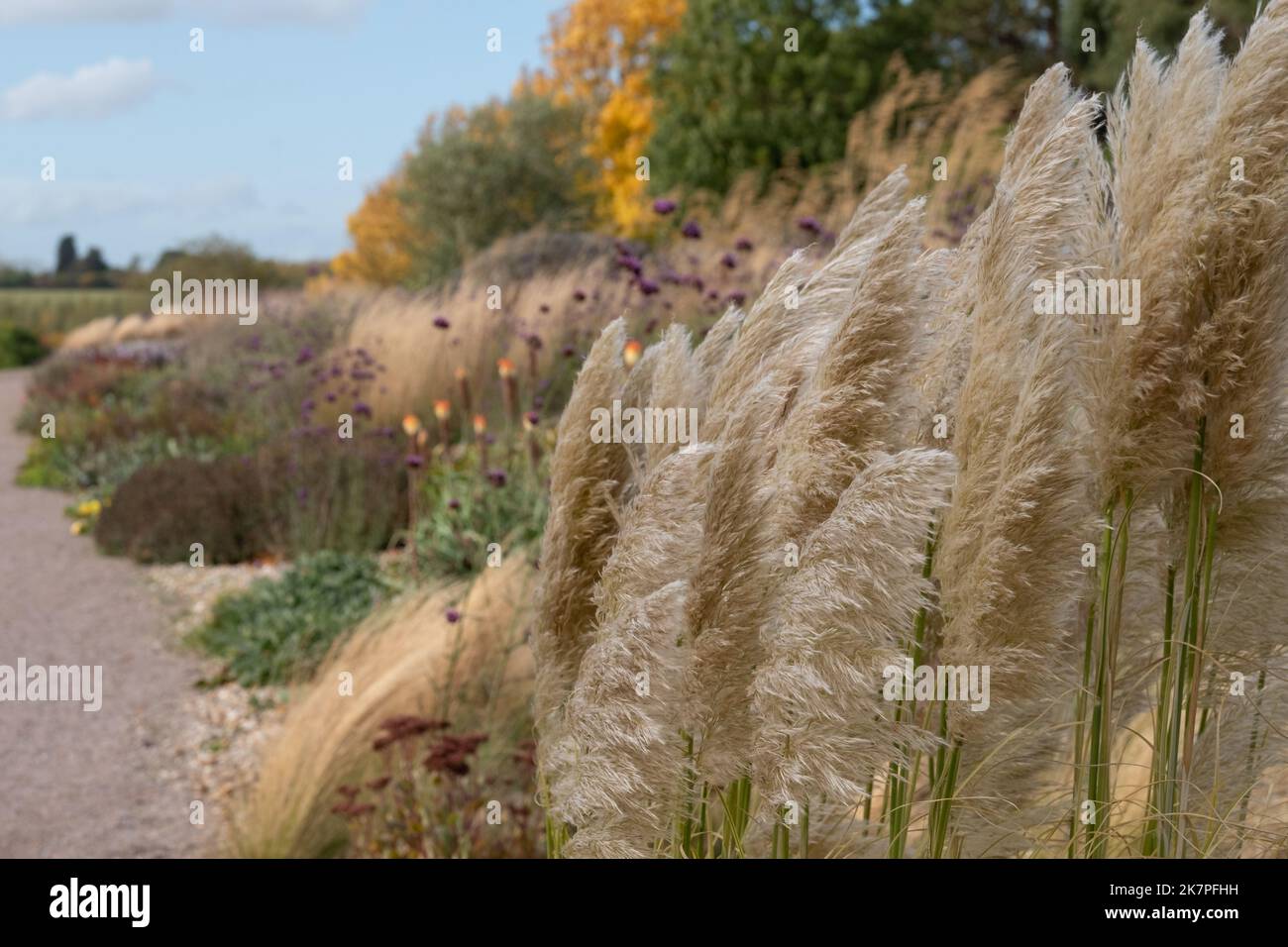 Der Dry Garden in der RHS Hyde Hall mit Pampagras inmitten herbstlicher Farben und Texturen. Stockfoto