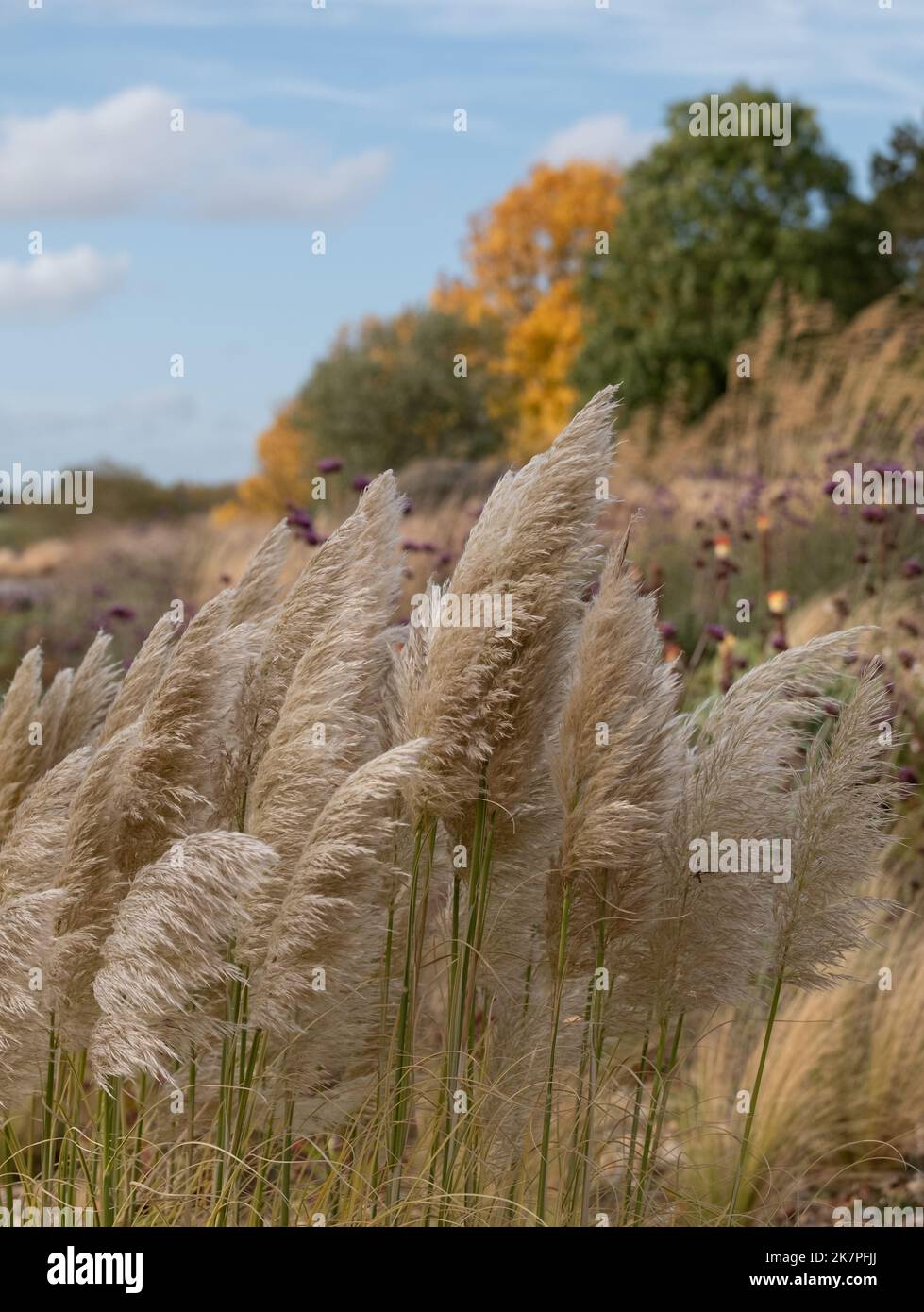 Der Dry Garden in der RHS Hyde Hall mit Pampagras inmitten herbstlicher Farben und Texturen. Stockfoto